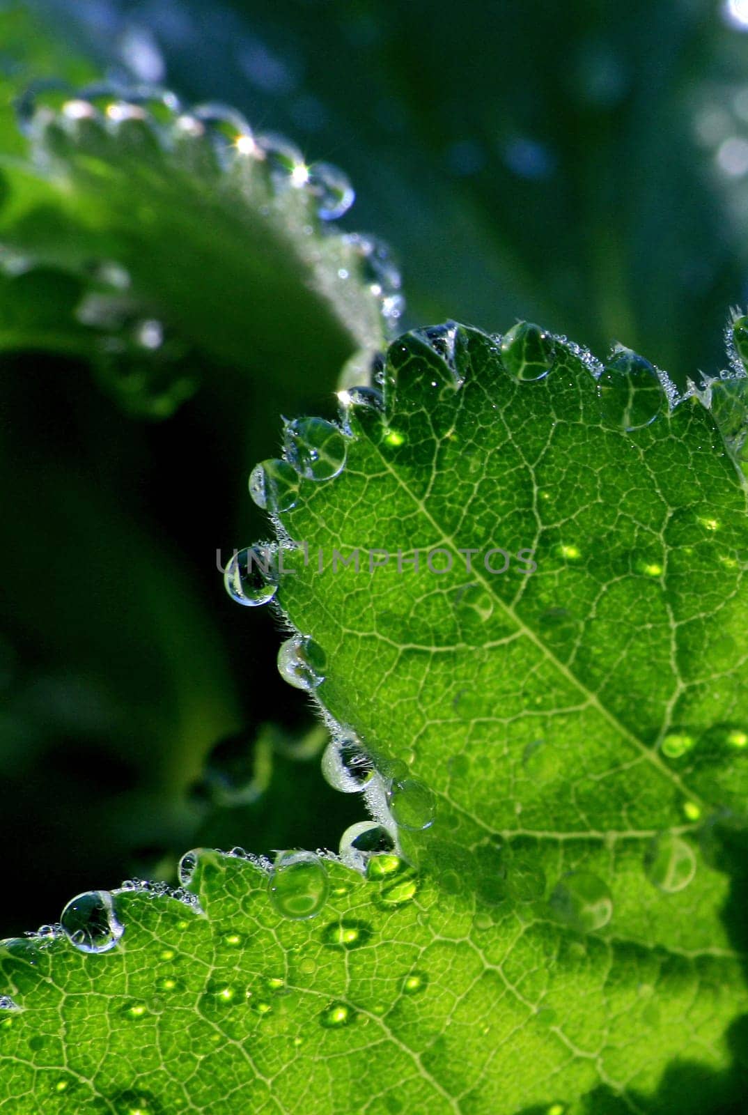 Morning dew