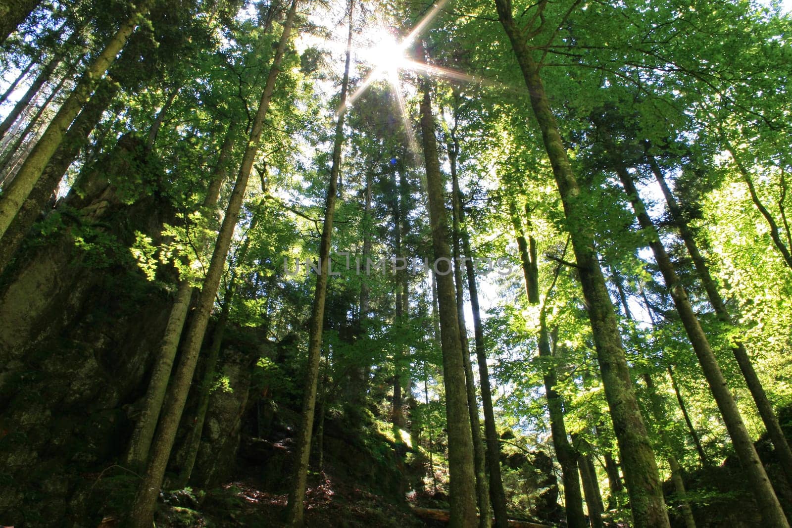 Pure nature