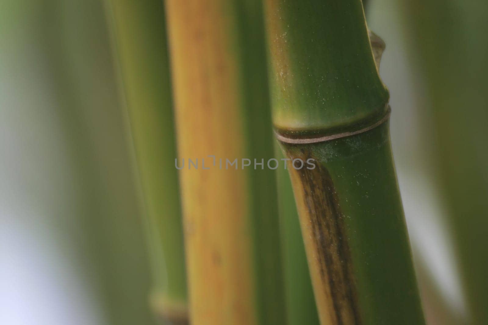 Bamboo
