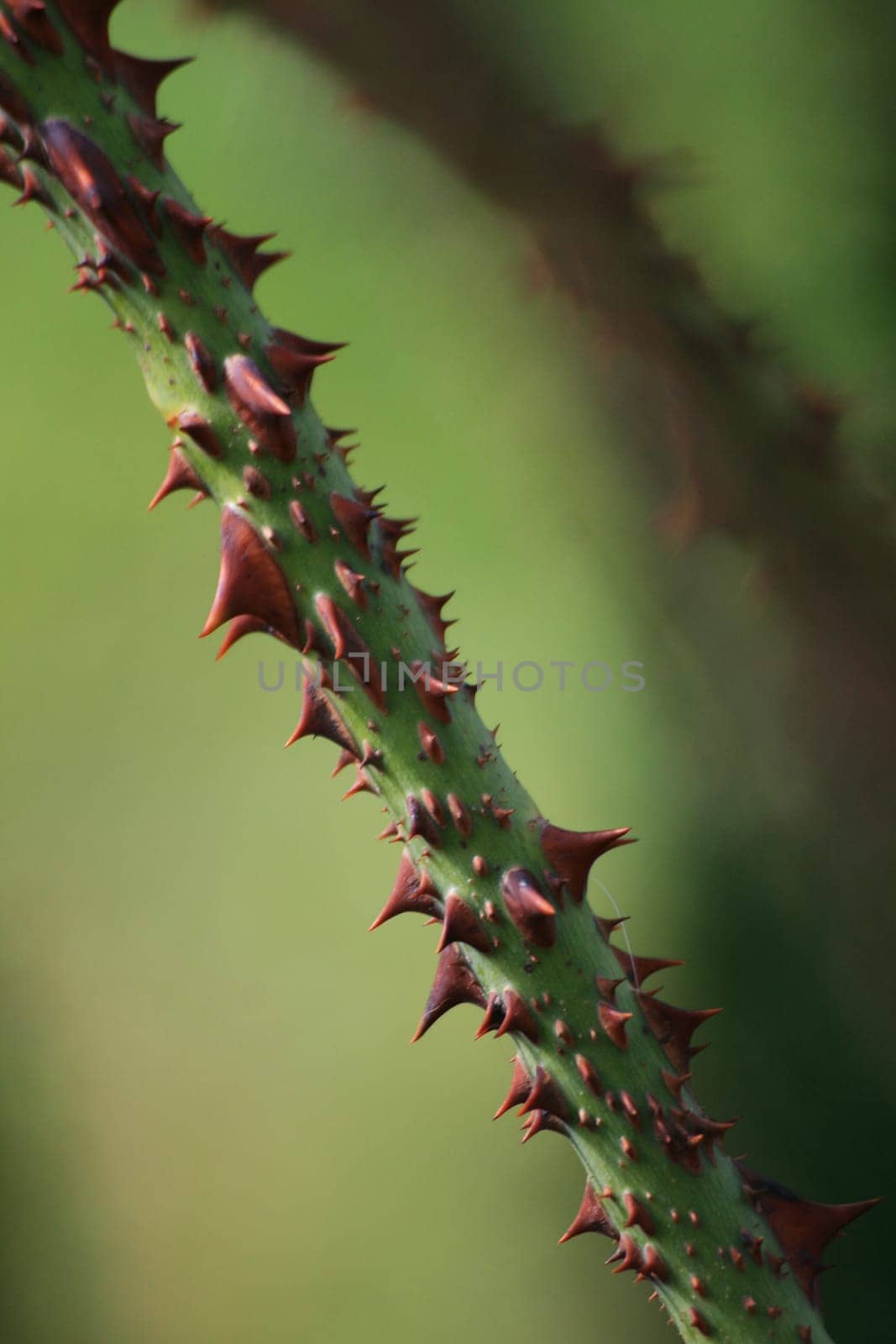 Rose thorns