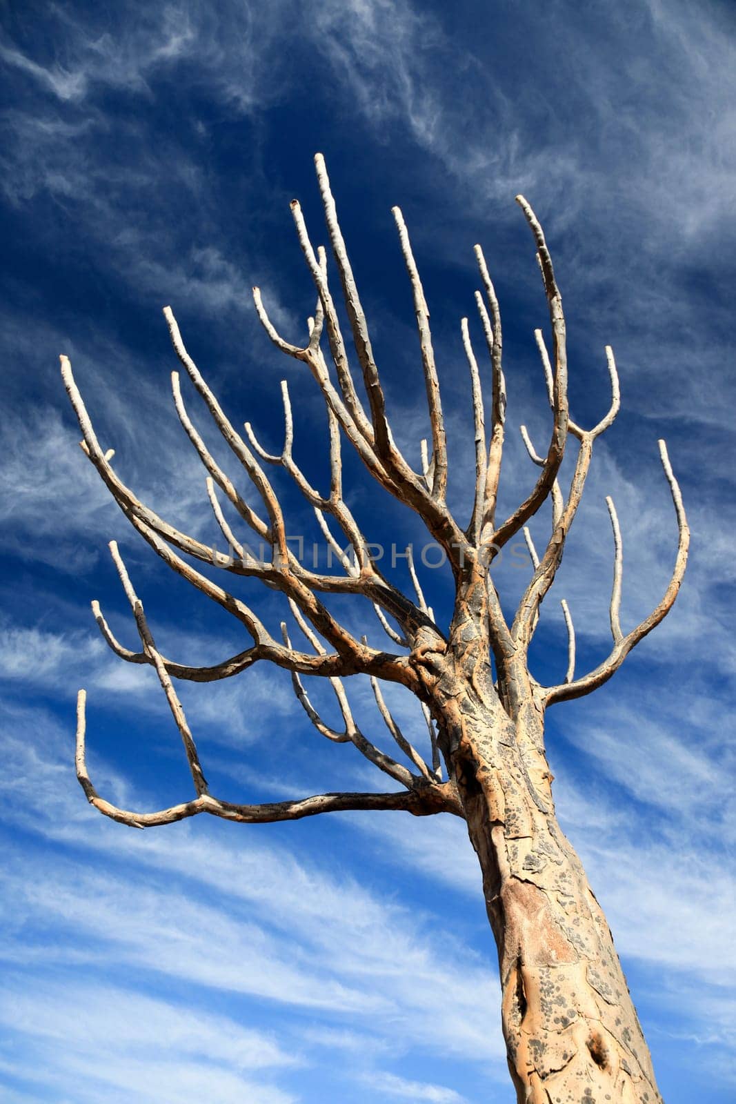 Tree in front of blue sky - textfreiraum