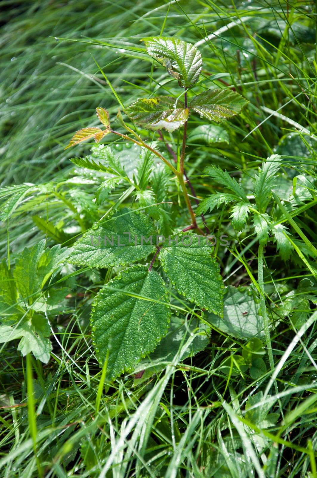 Dew drops on leaves and grasses
