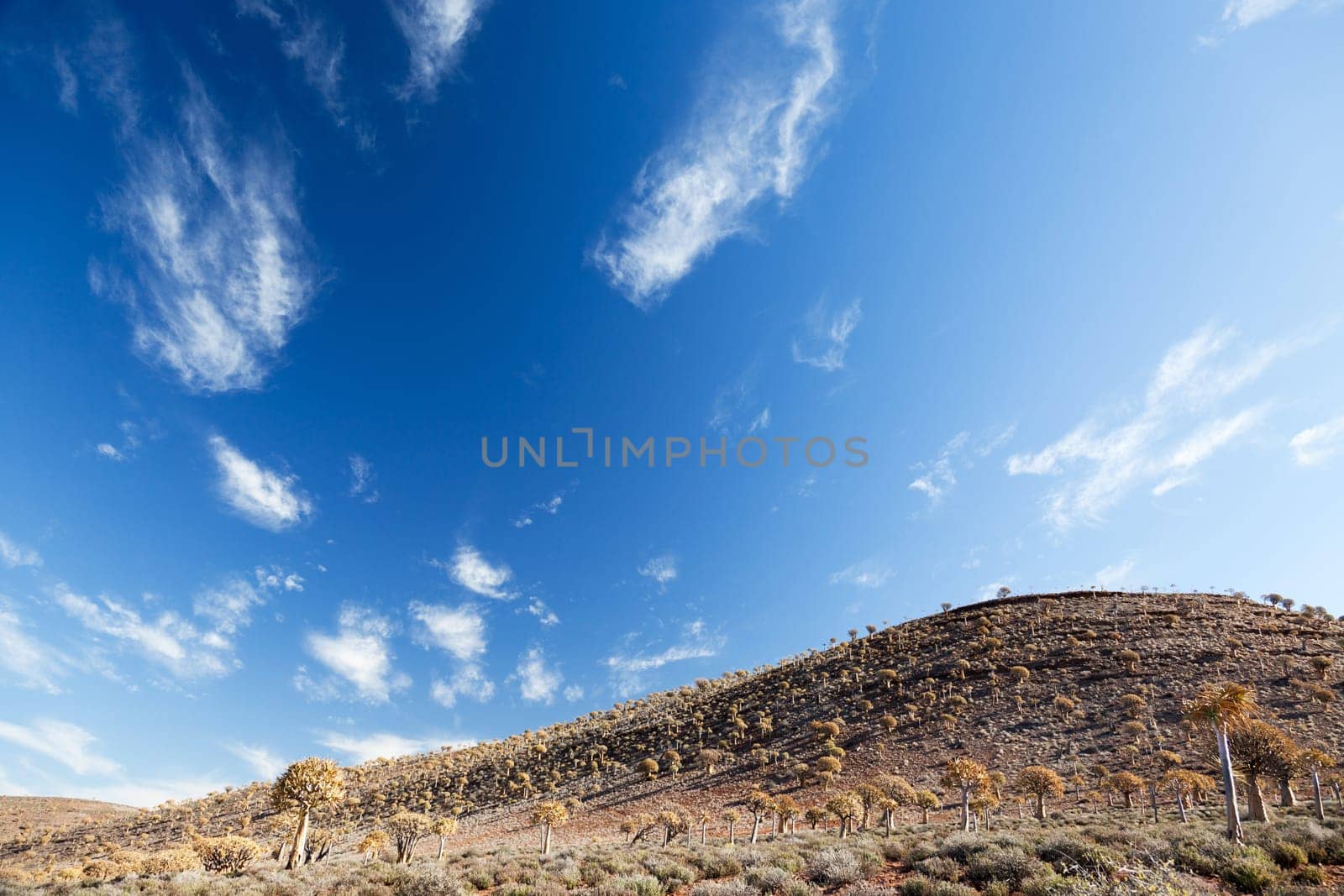 Dry landscape with rare quiver trees in South Africa - vertical - copy space
