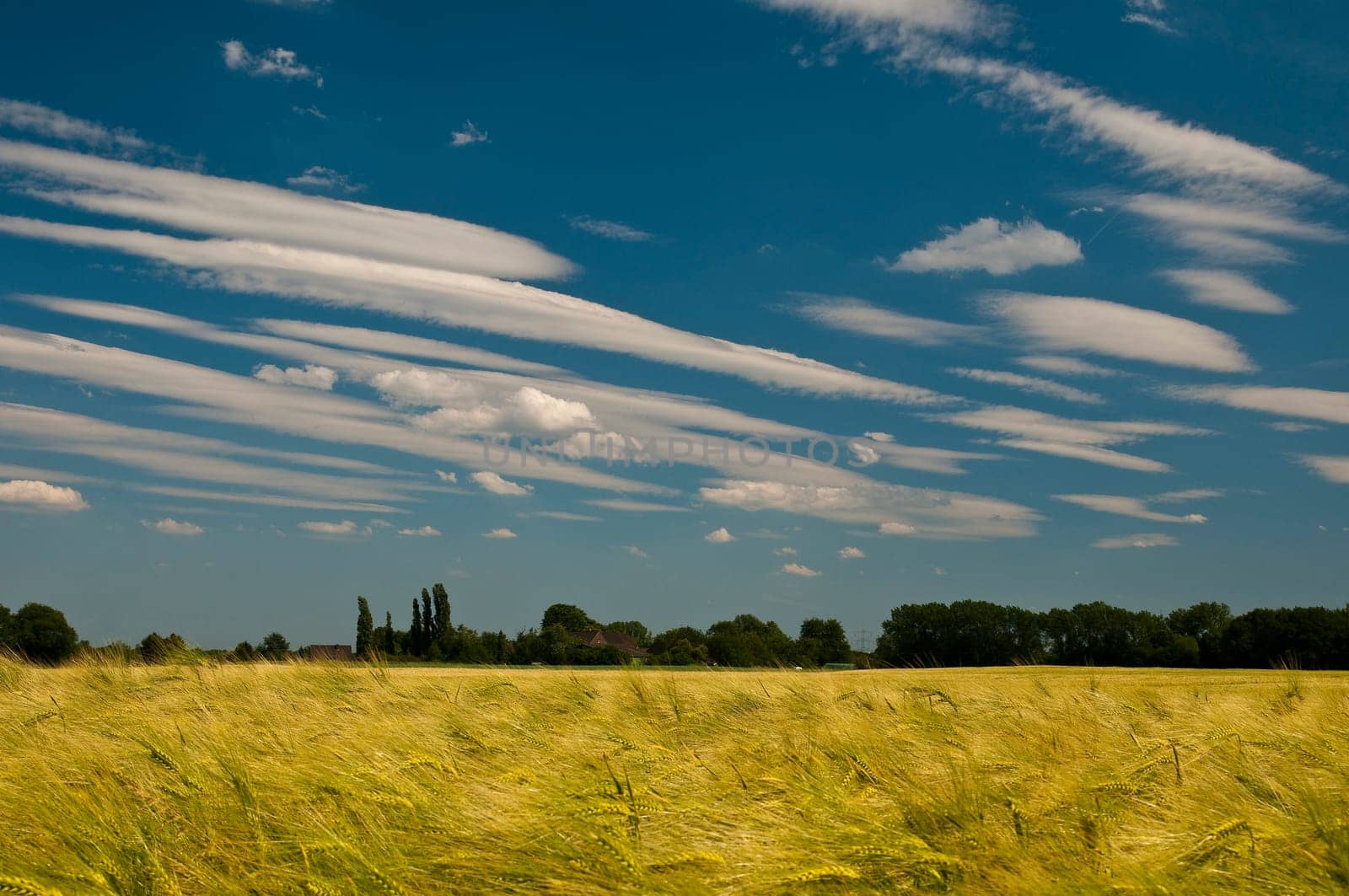 Grain field with blue cloudy sky