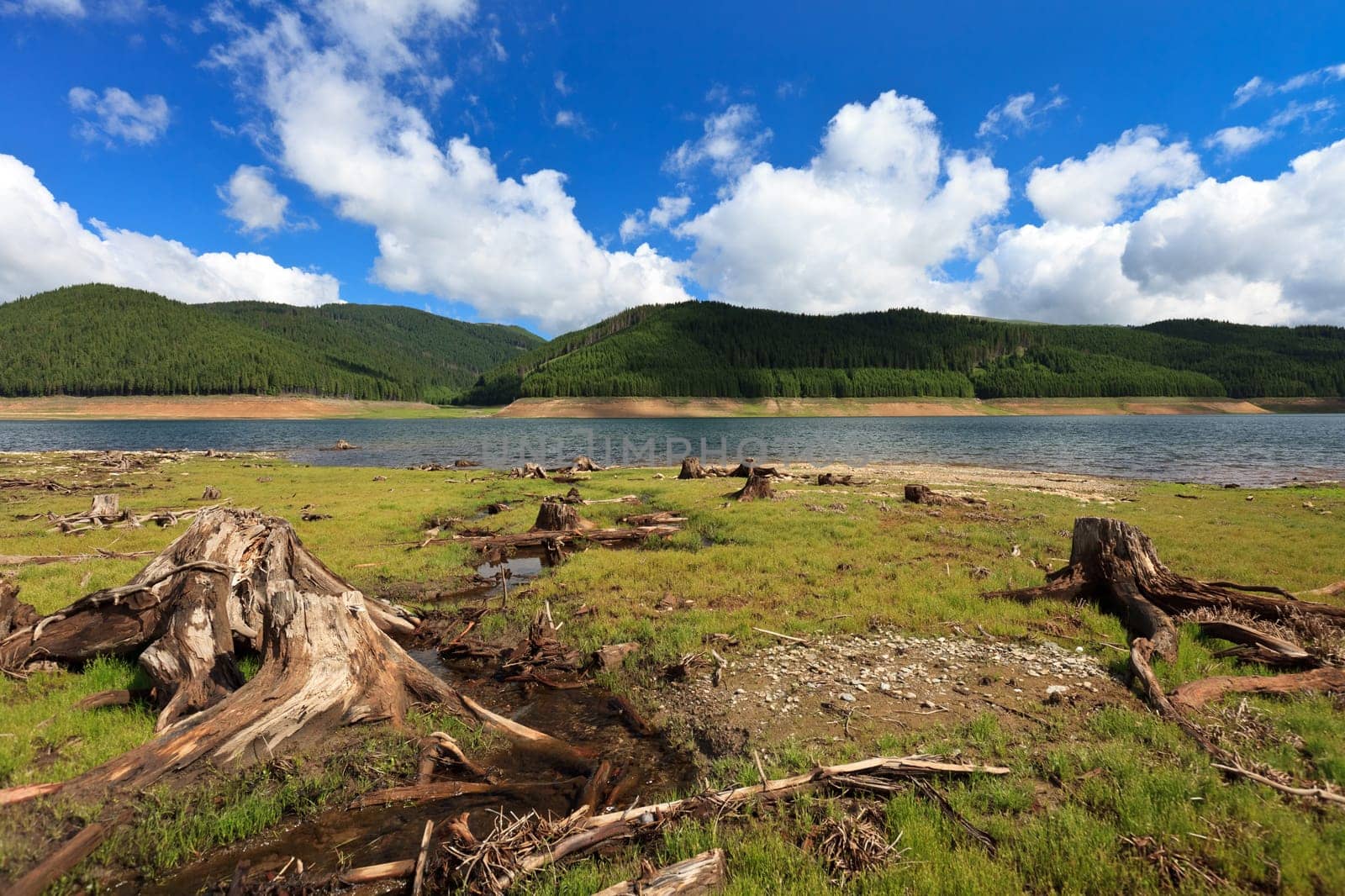 landscape with trees cut near a mountain lake