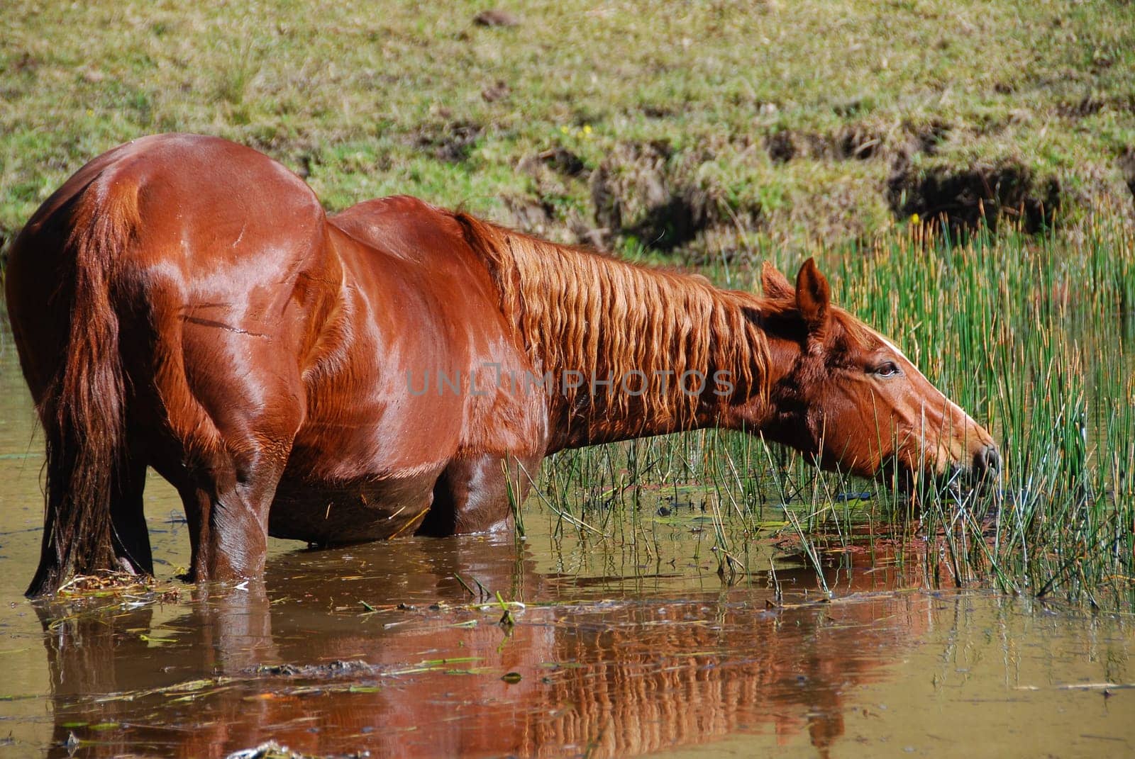Quarter horse eating in the water pond