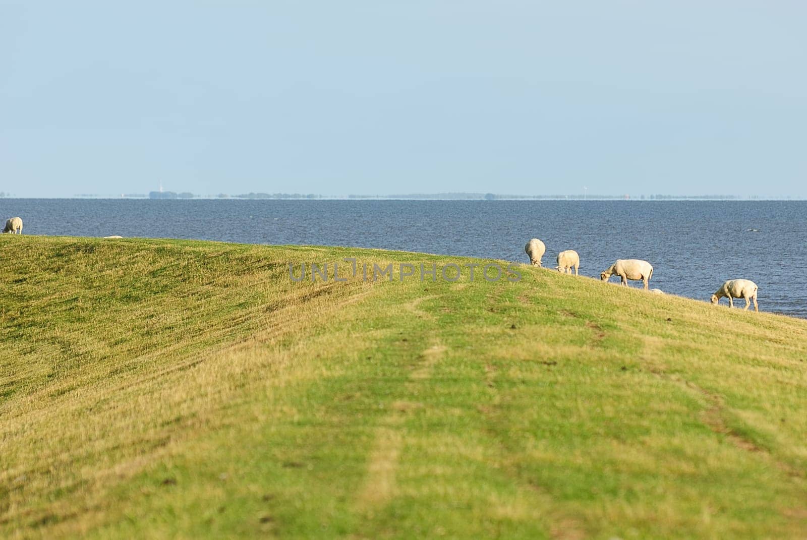 dike sheep