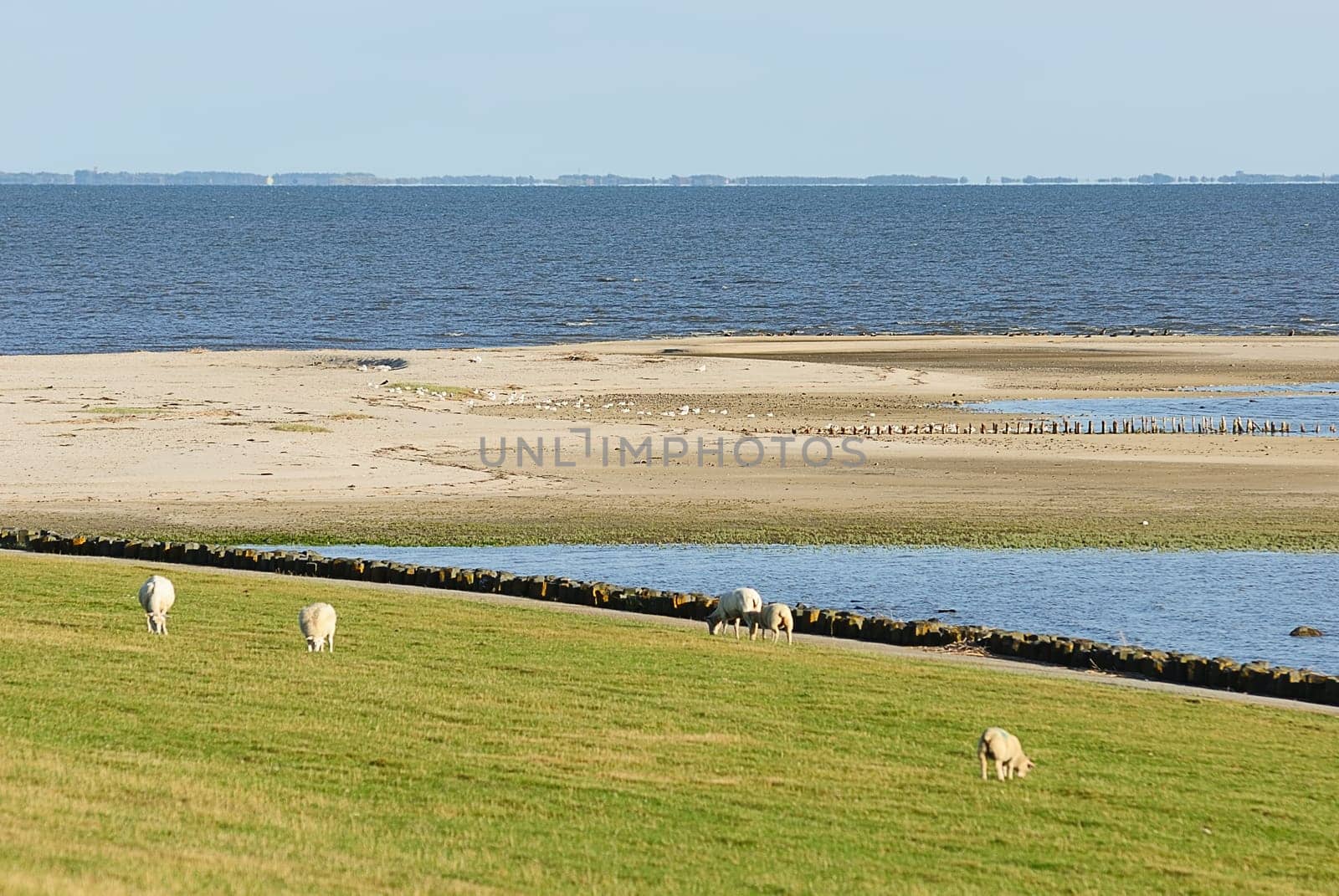 dike sheep