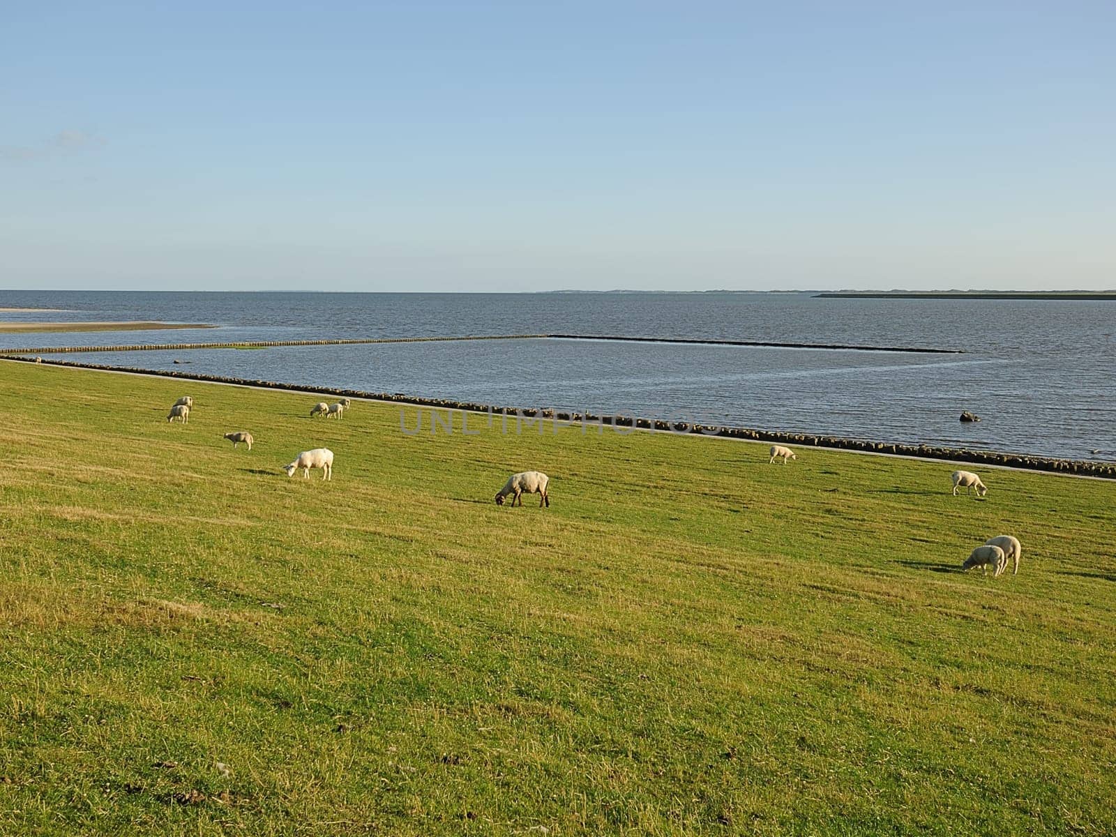 dike sheep