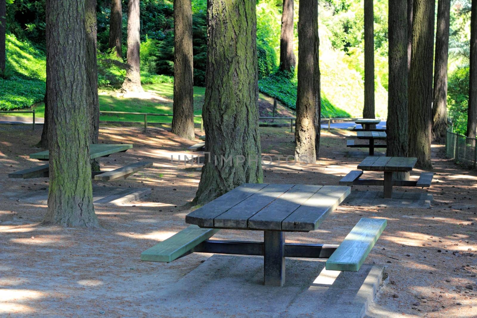 Picnic tables among the many trunks of tall evergreen trees summer shade in the summer.