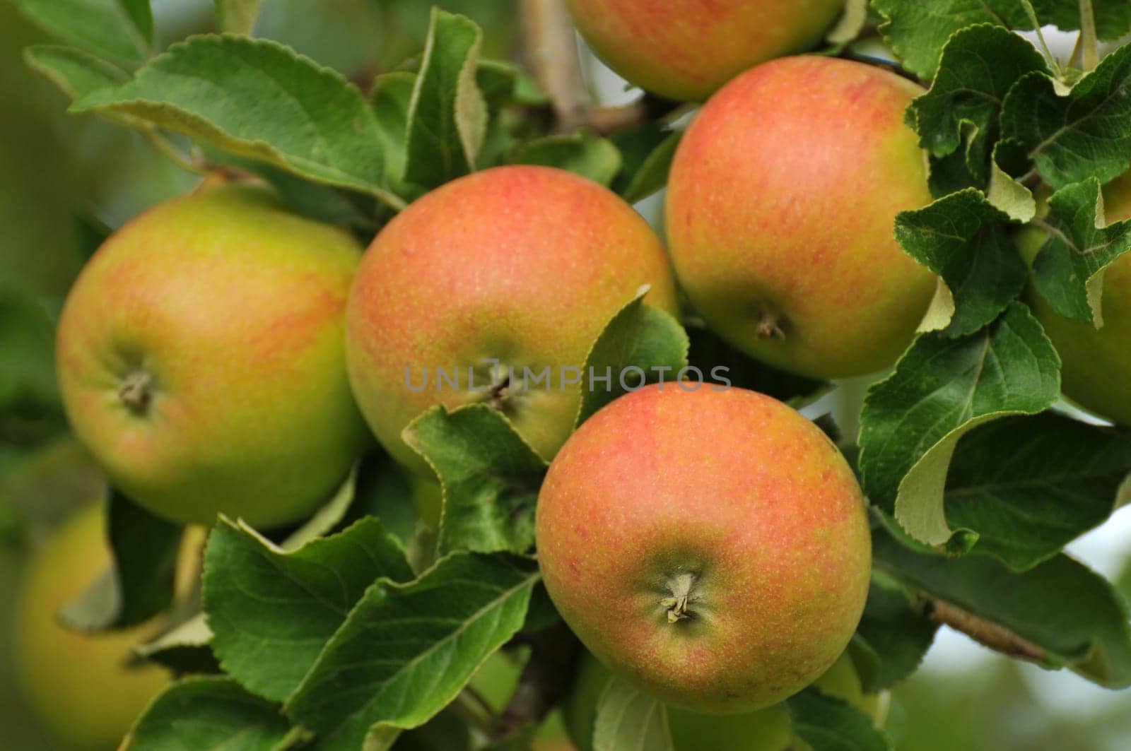 Harvesting apples