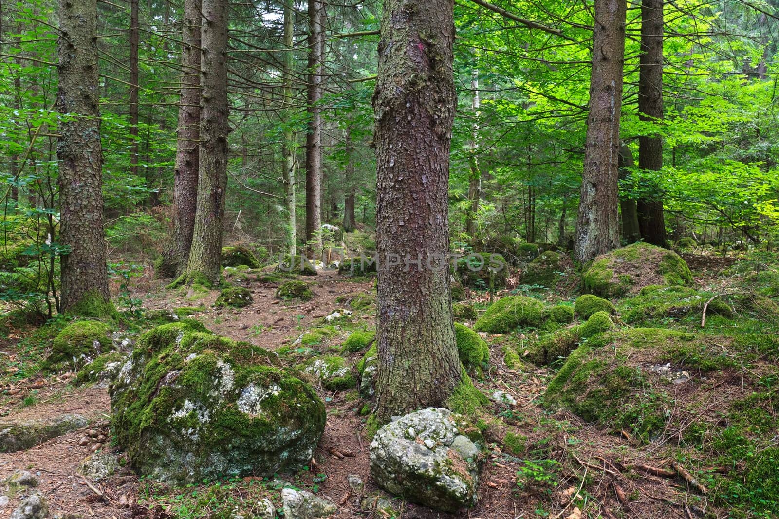 a beautiful pine forest with green grass