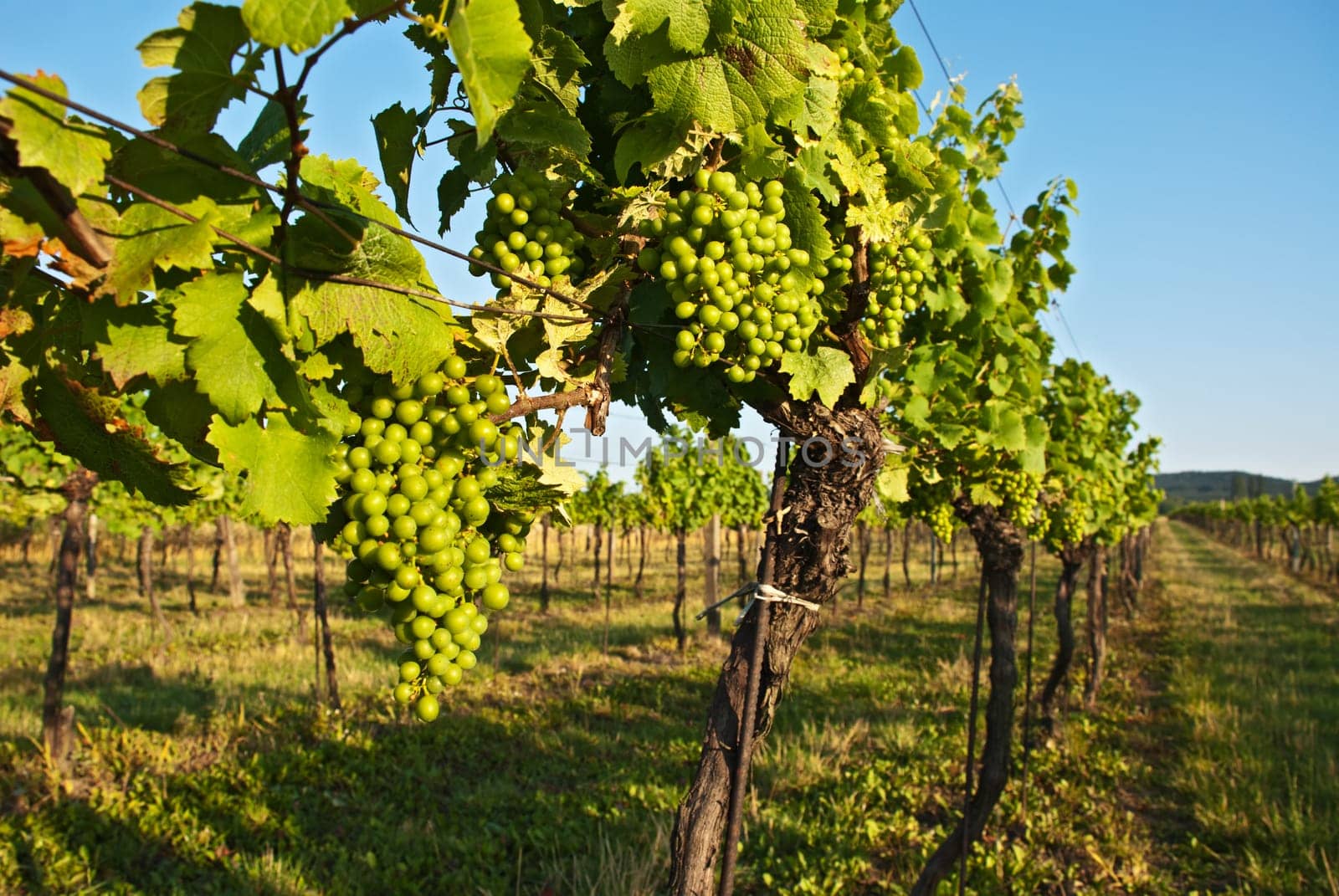 Vineyard