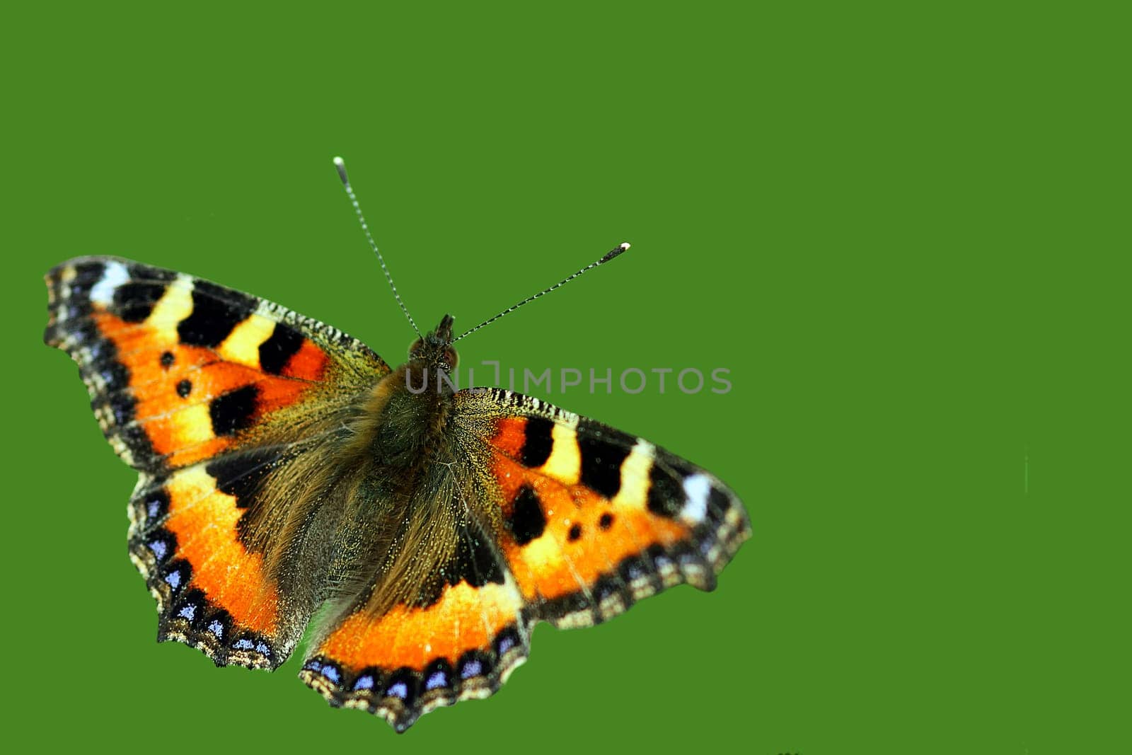Aglais urticae