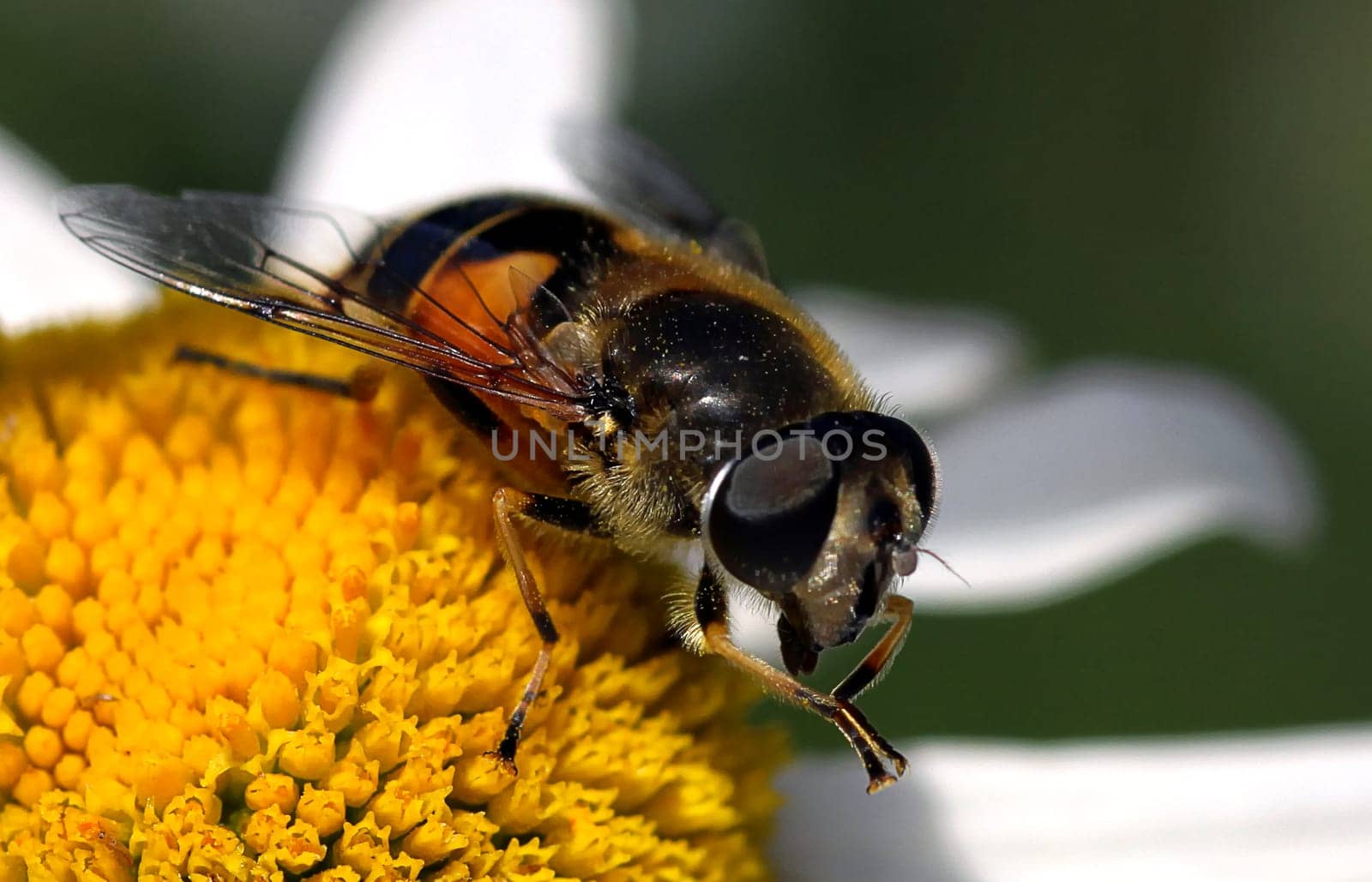 Garden wedge-spotted hoverfly
