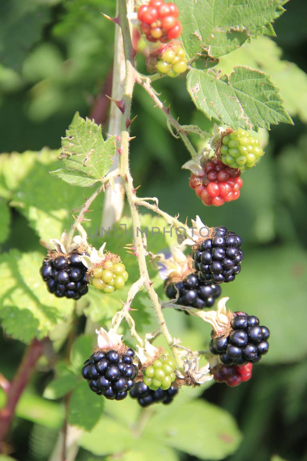 Blackberry hedge