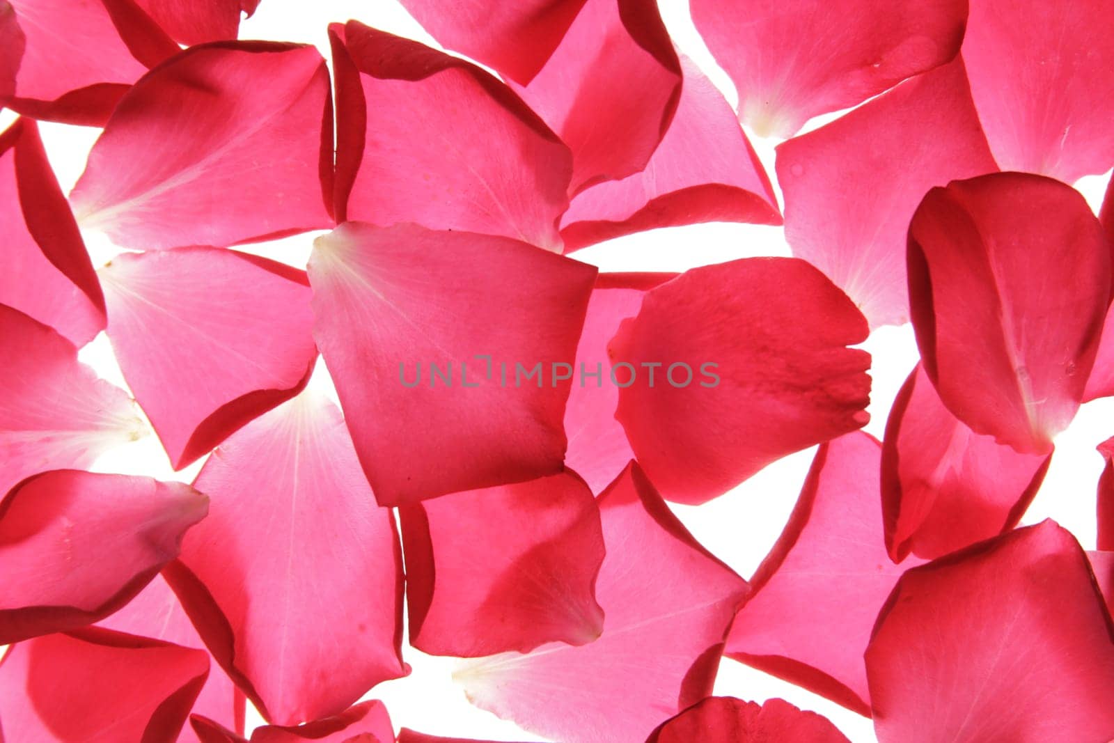 Cut-out petals of a red rose