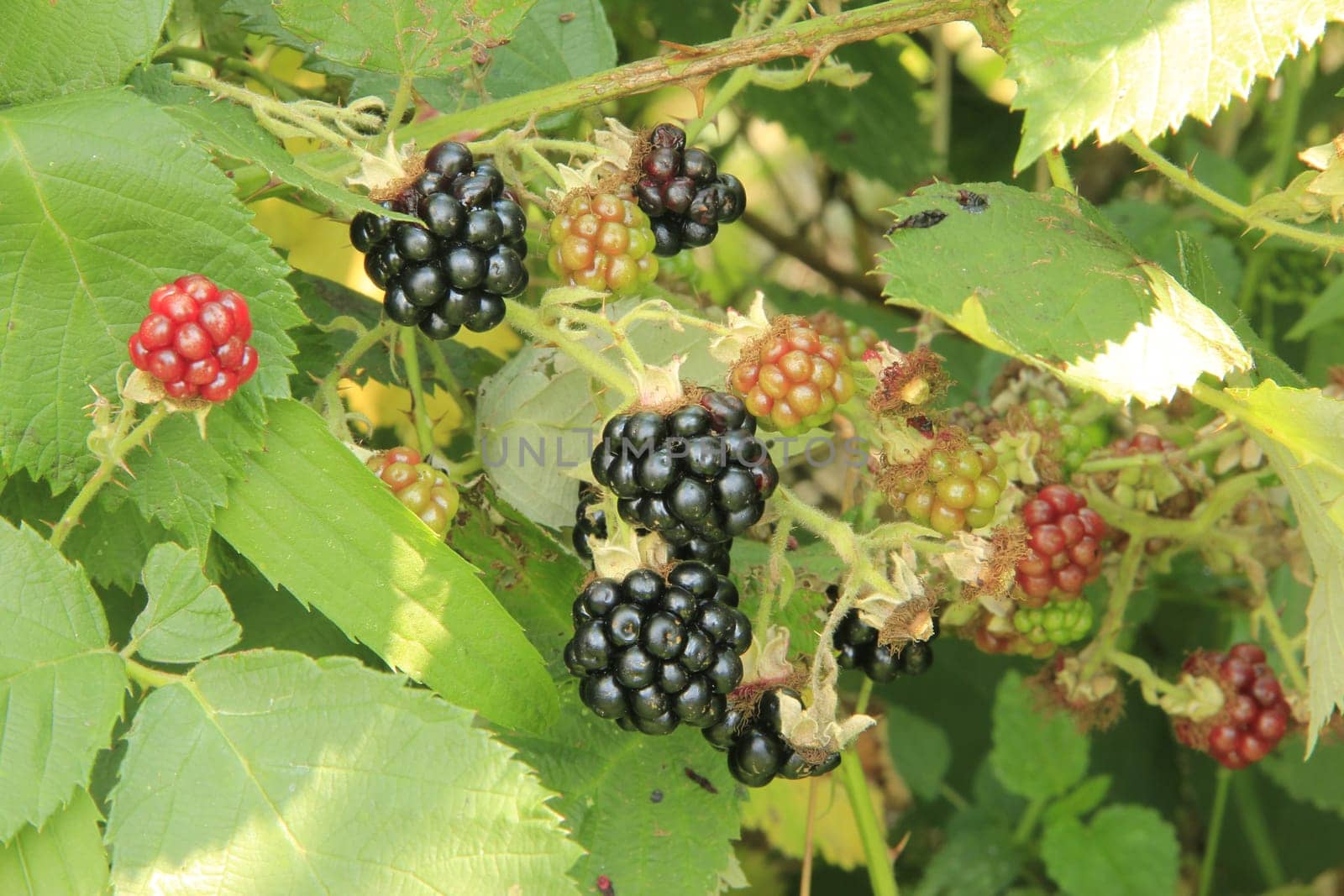 Blackberry hedge