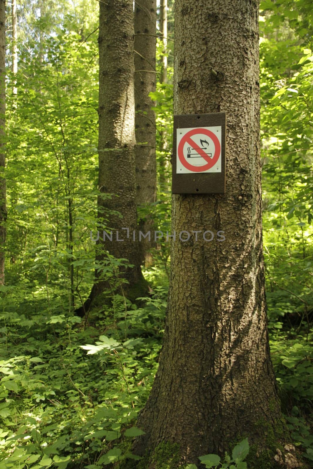 Forest fire danger