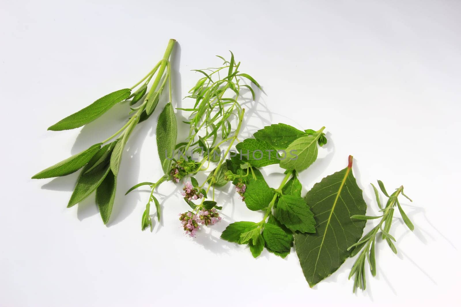 fresh picked garden herbs in front of white background isolated