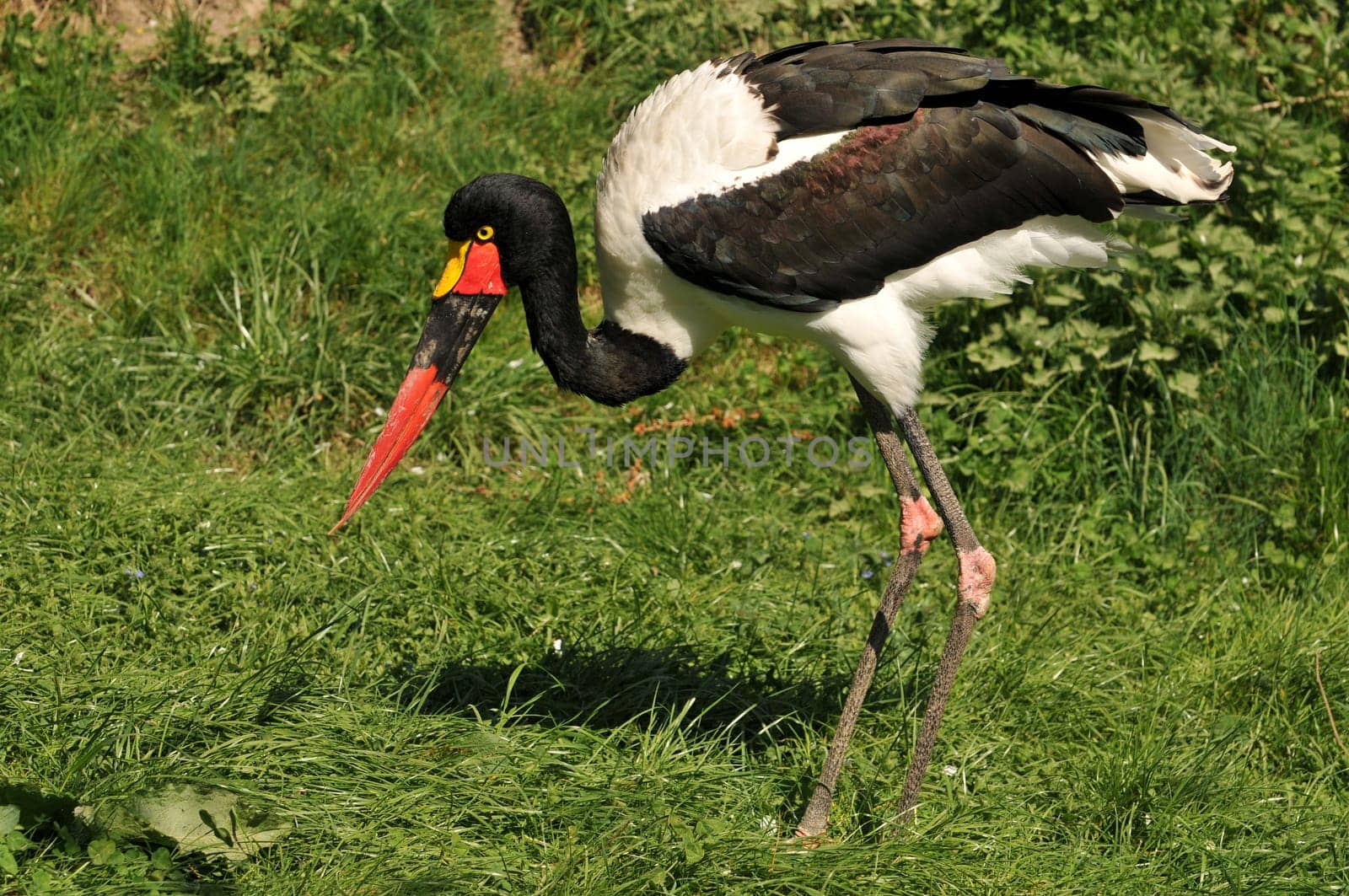 Saddle stork looking for food