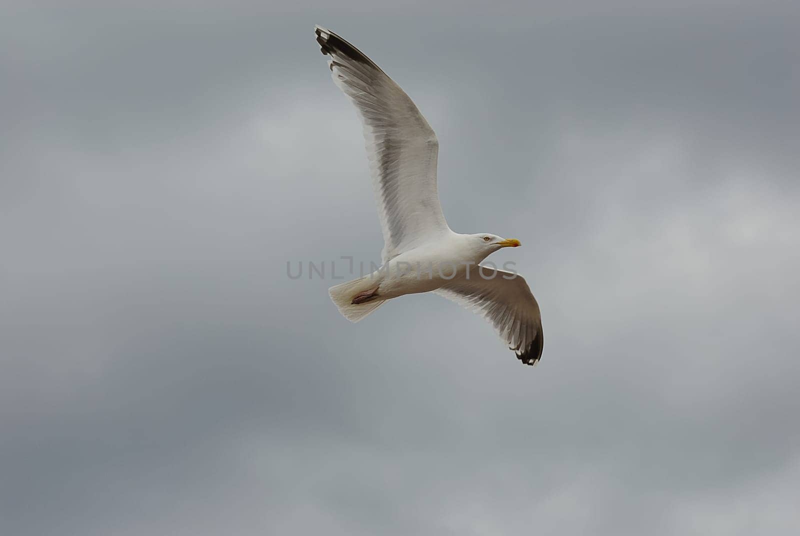 seagulls