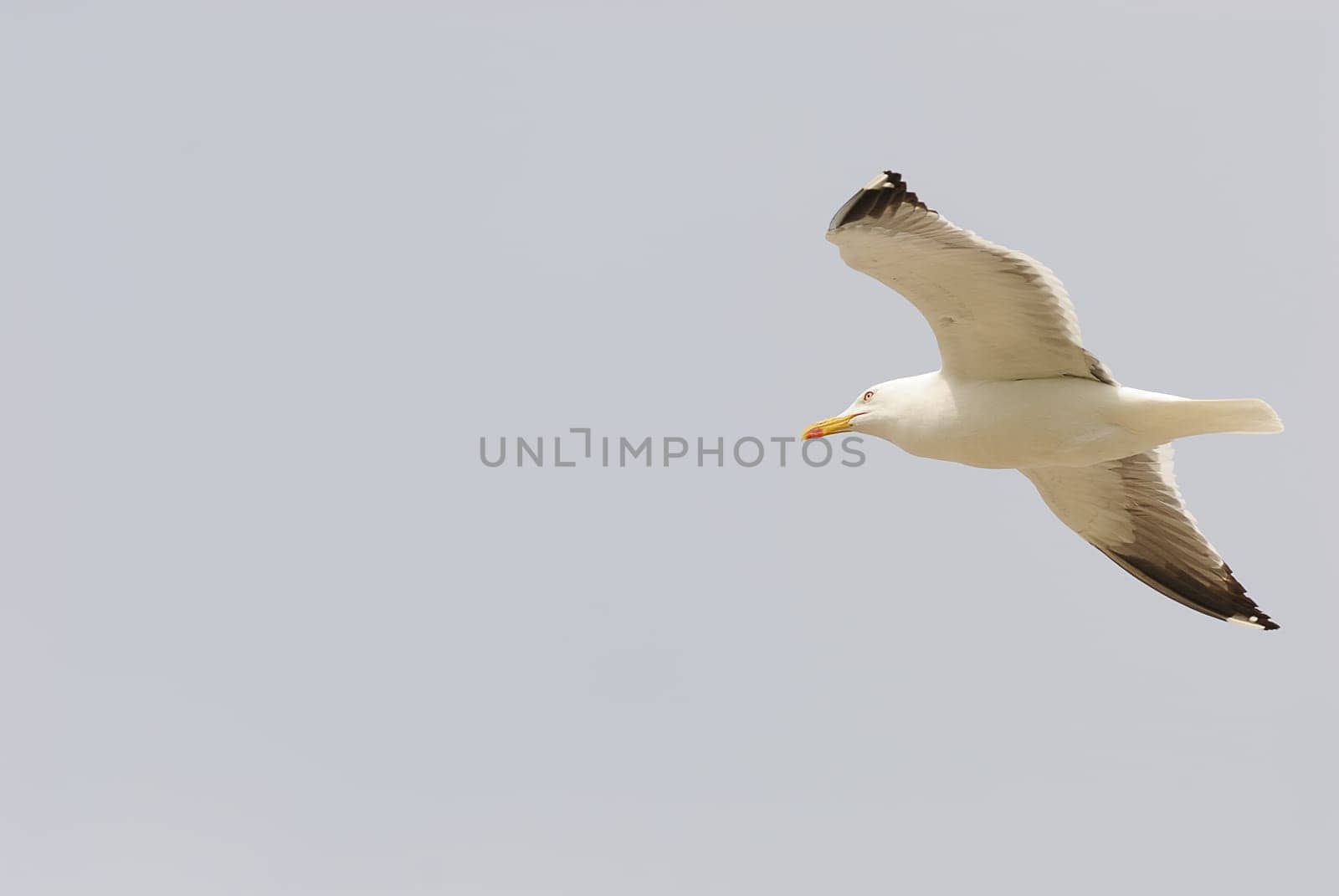 seagulls