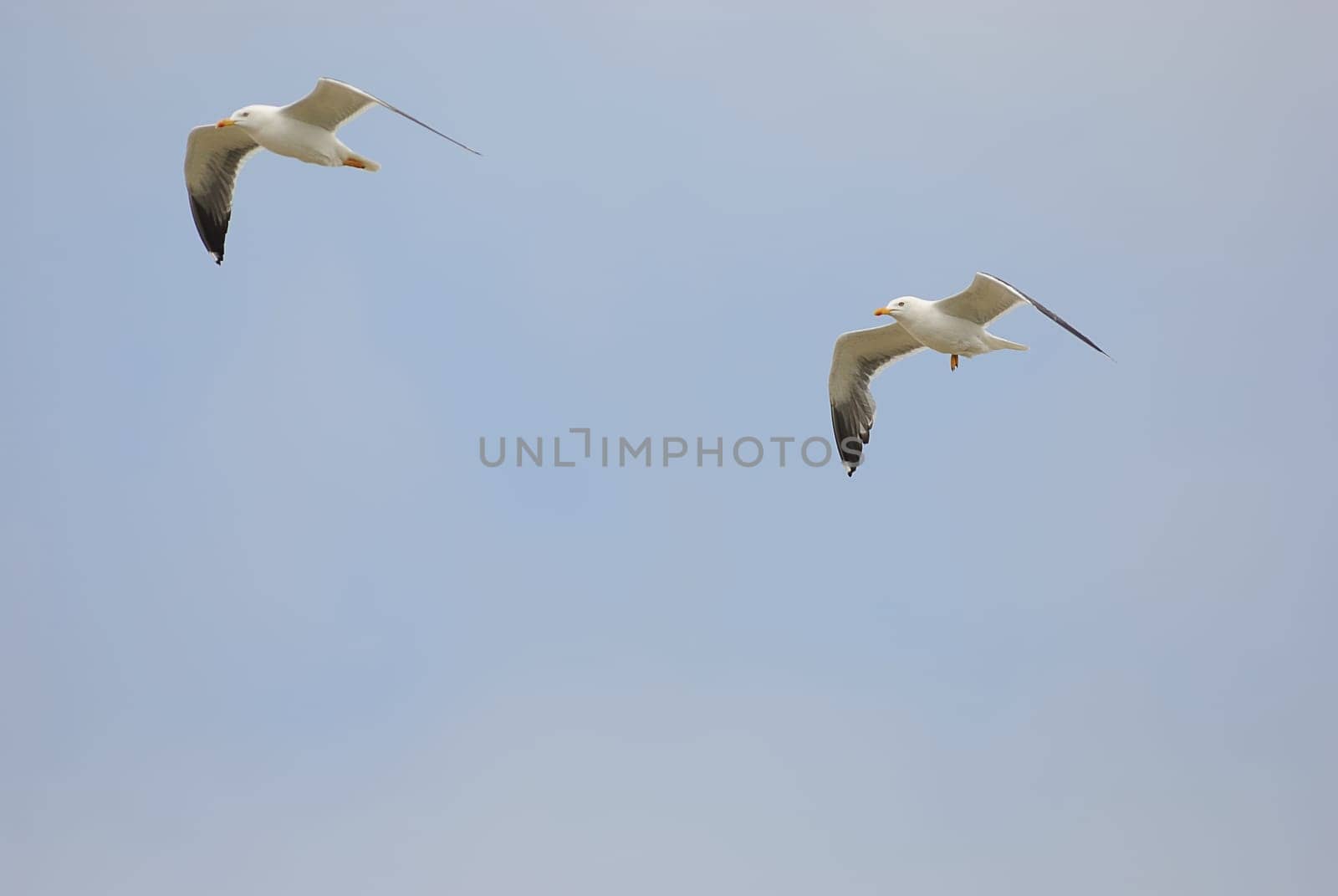 seagulls