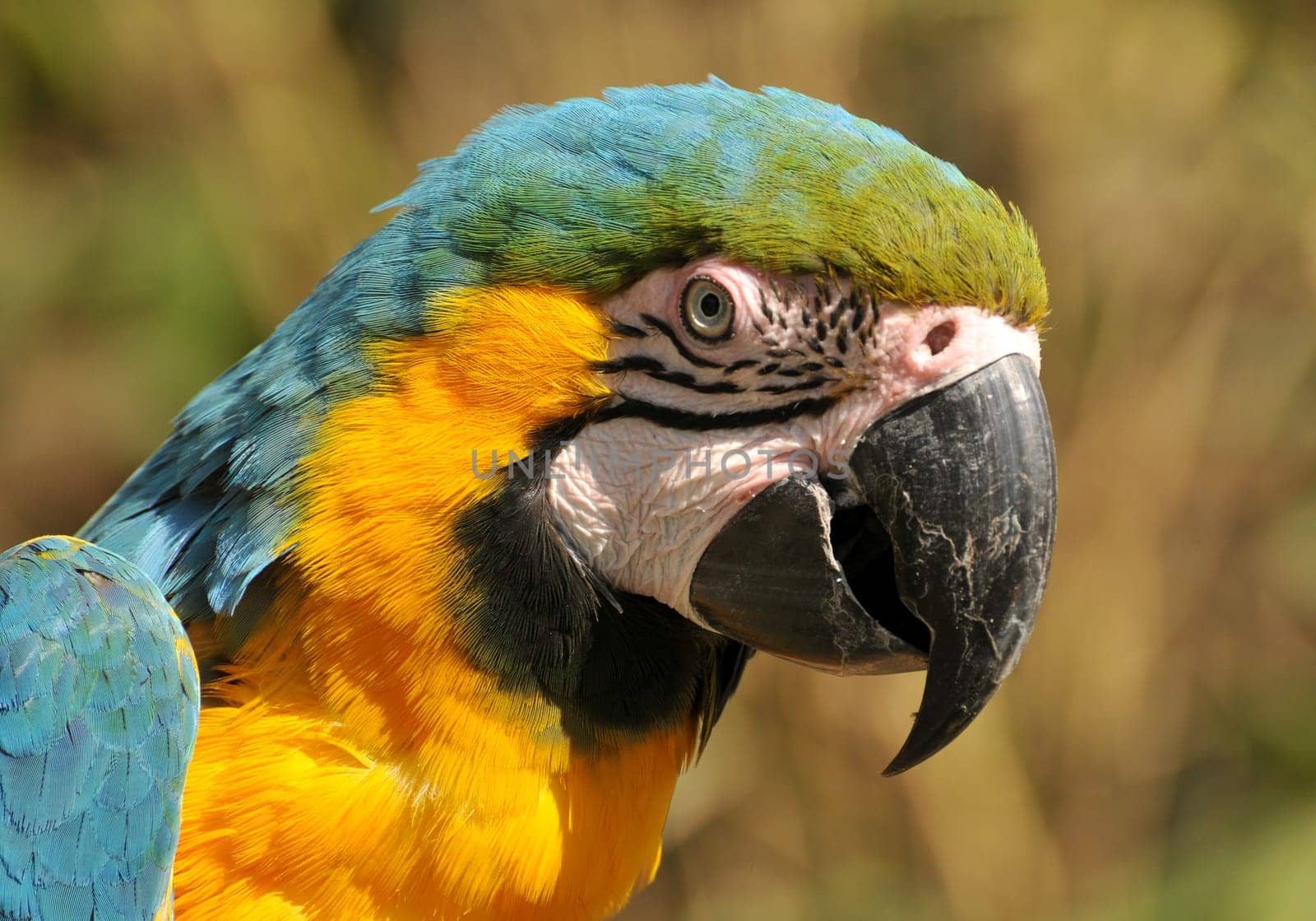 Parrot Portrait