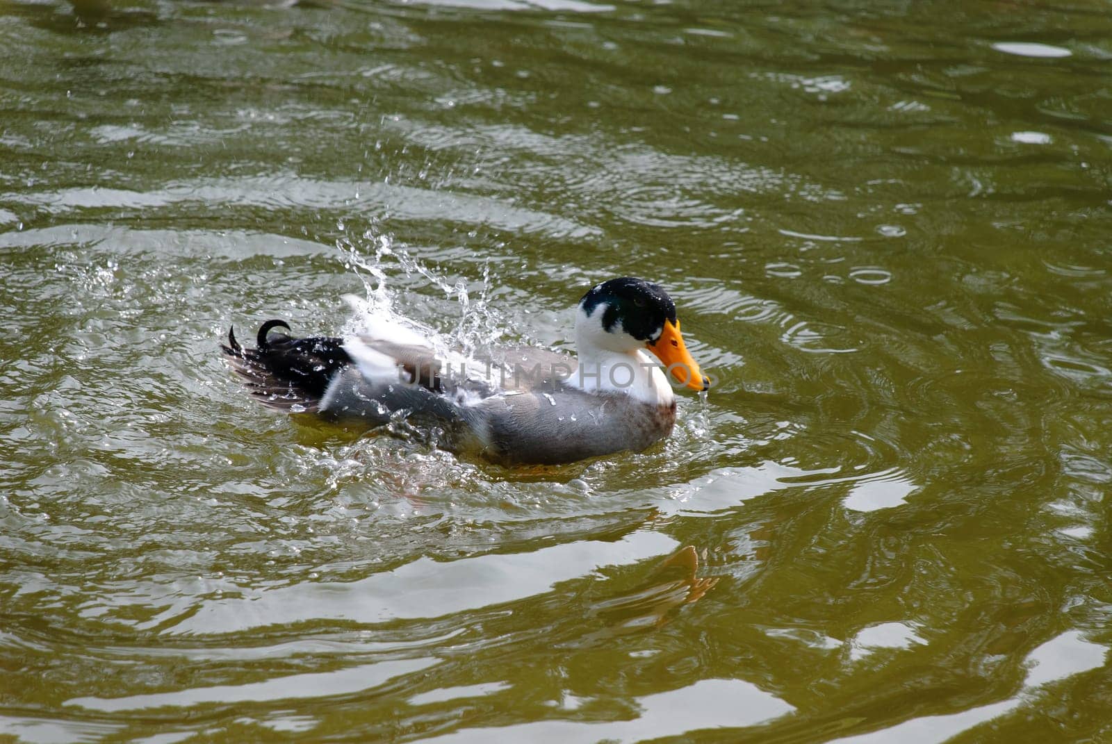duck while bathing in the pond