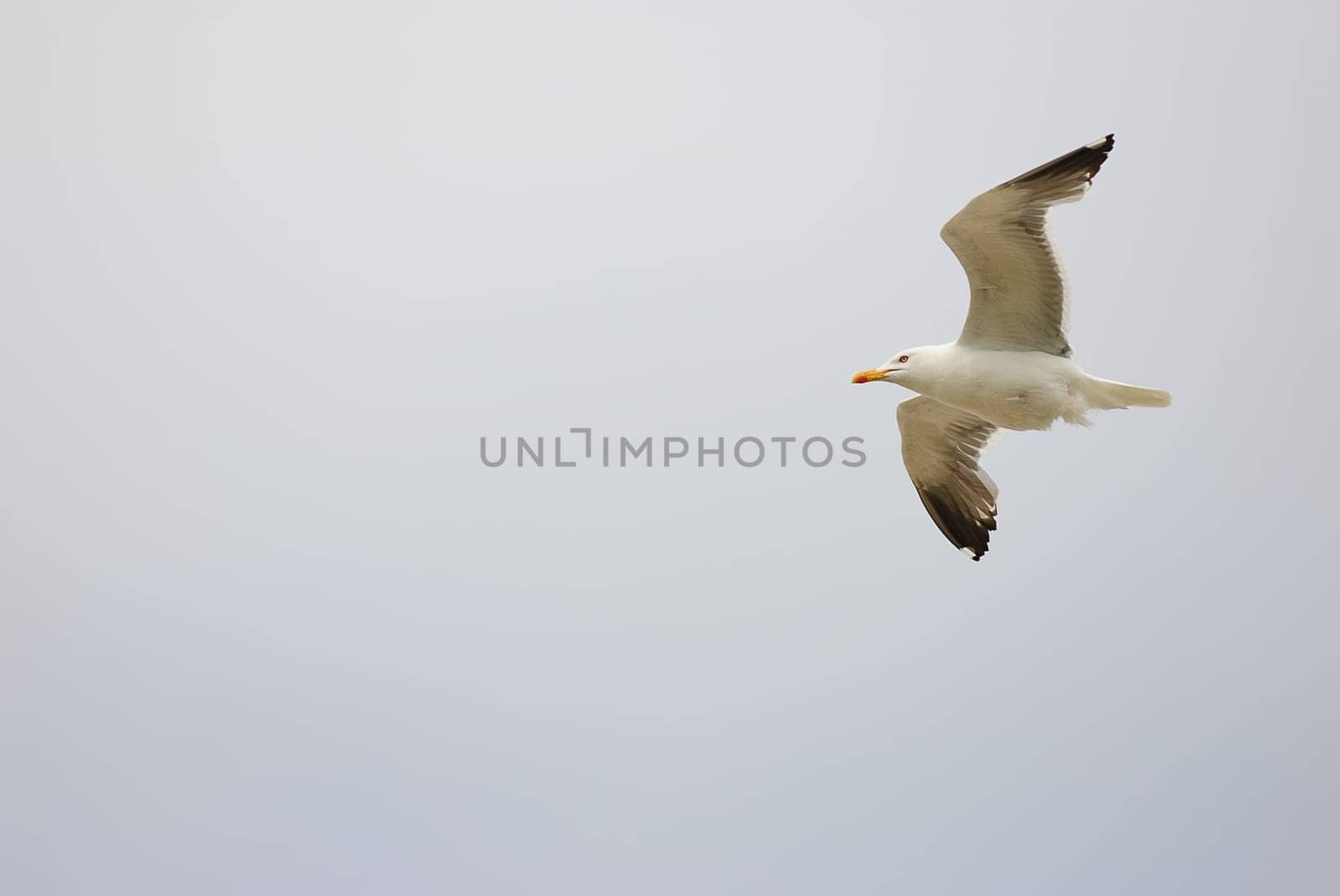 seagulls