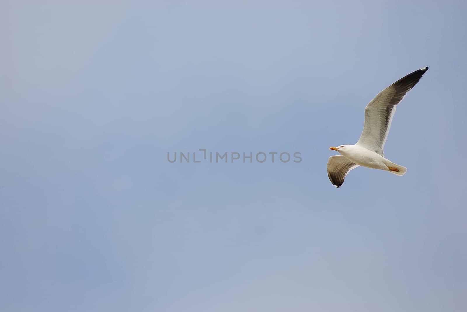 seagulls
