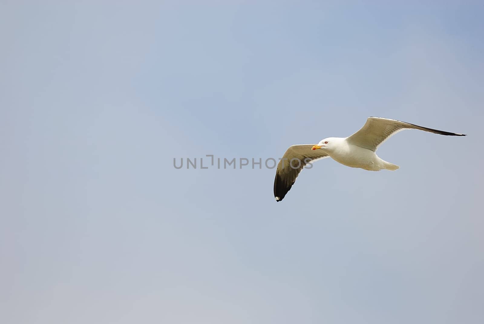 seagulls