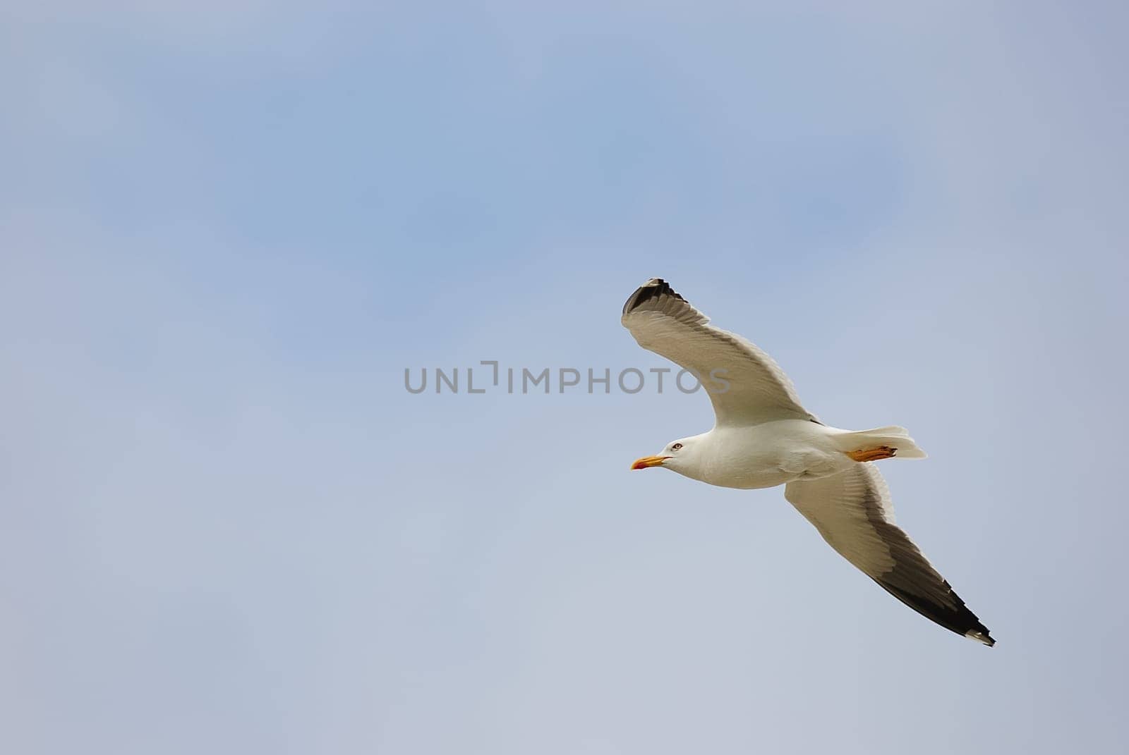seagulls