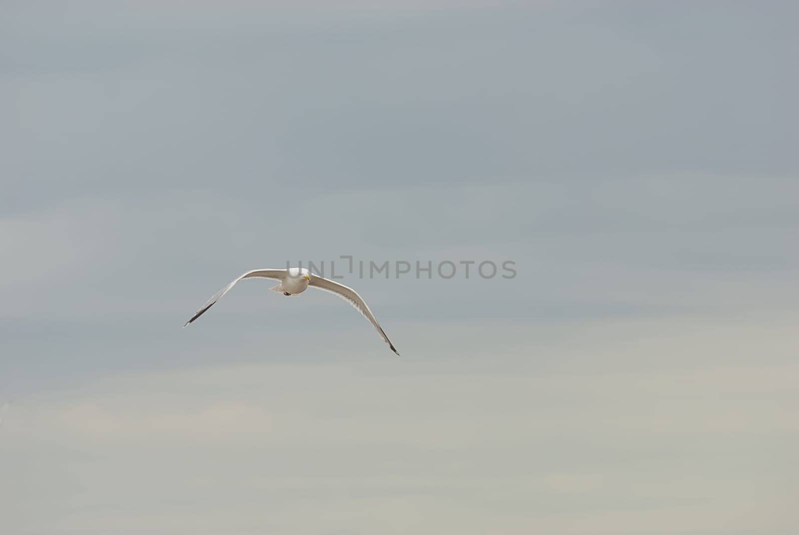 seagulls