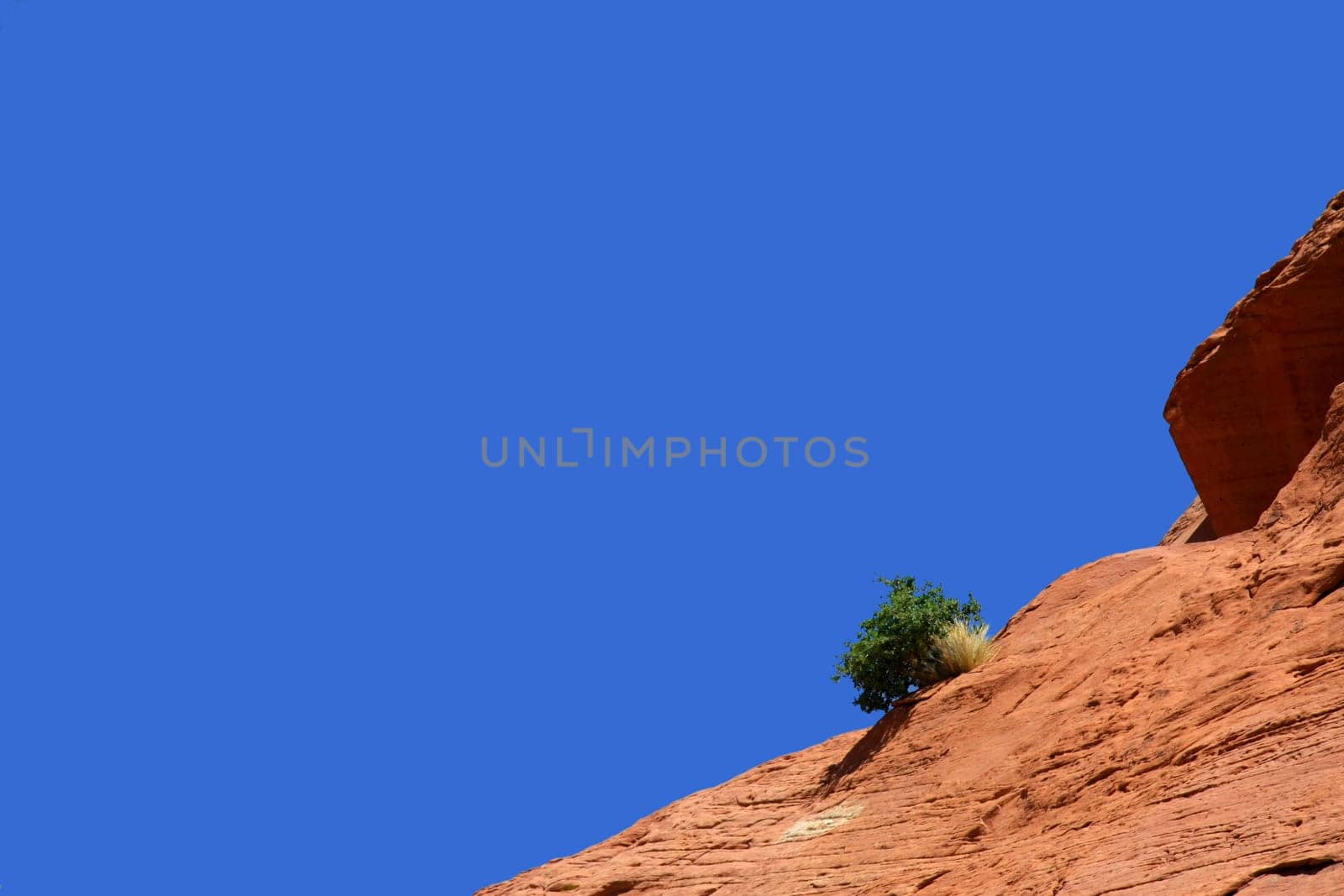 Plant on the edge of the rock in front of blue sky