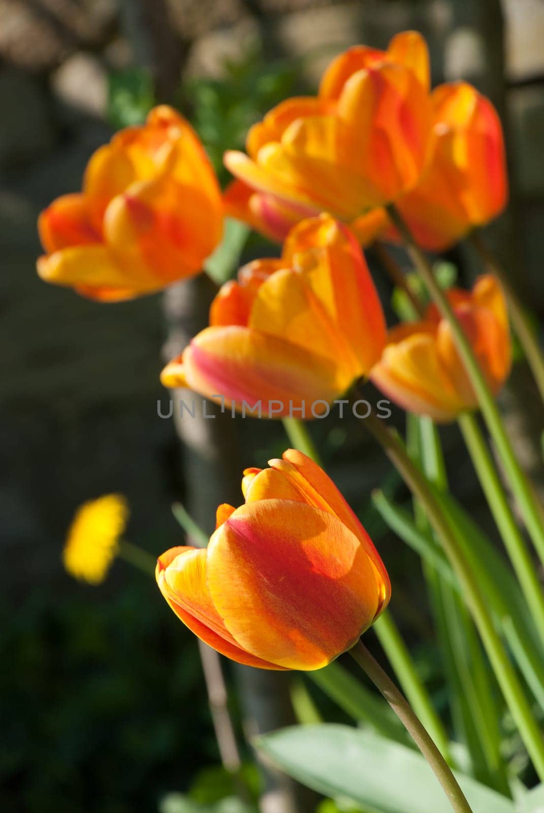 bunch of tulips with orange blur