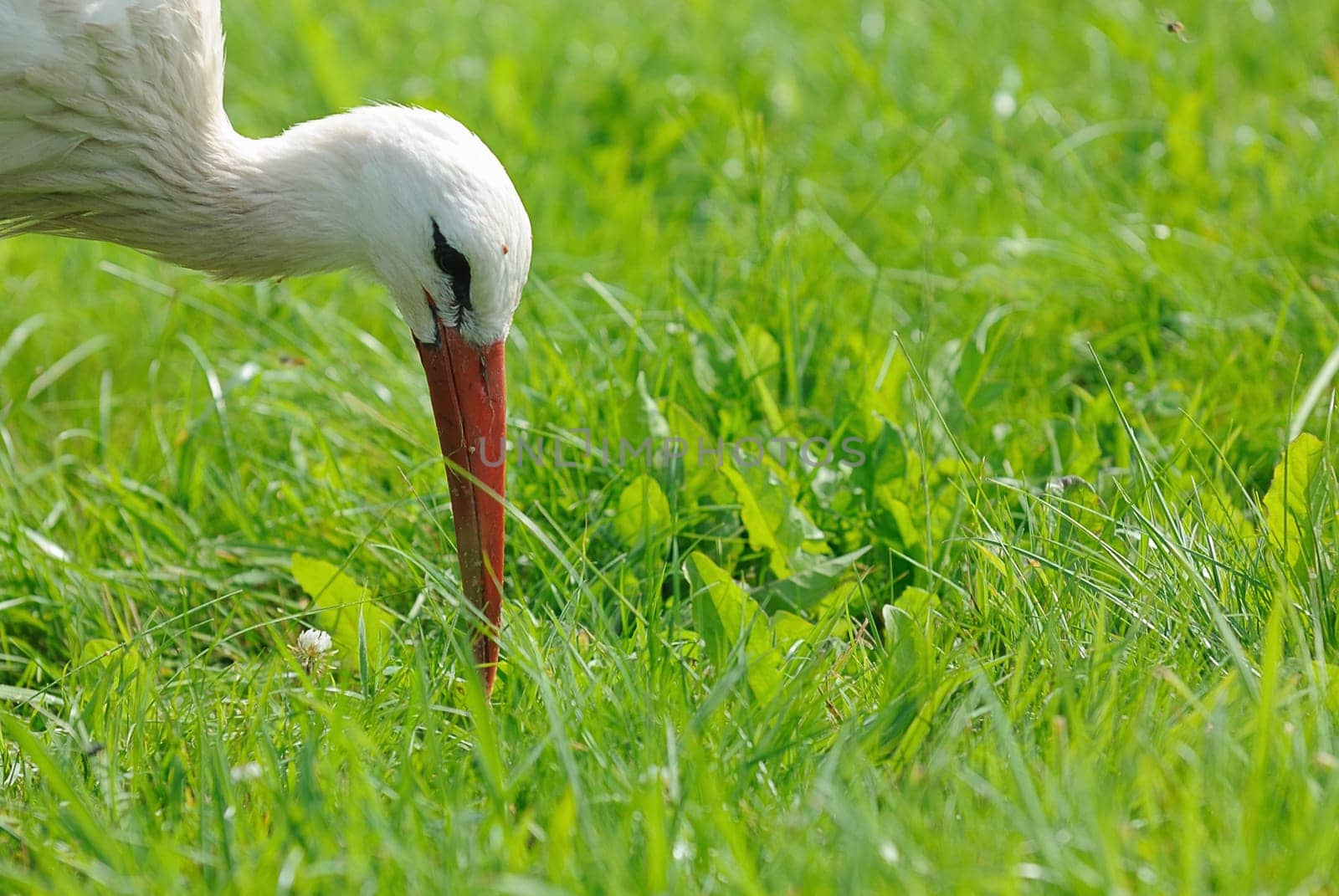 white stork
