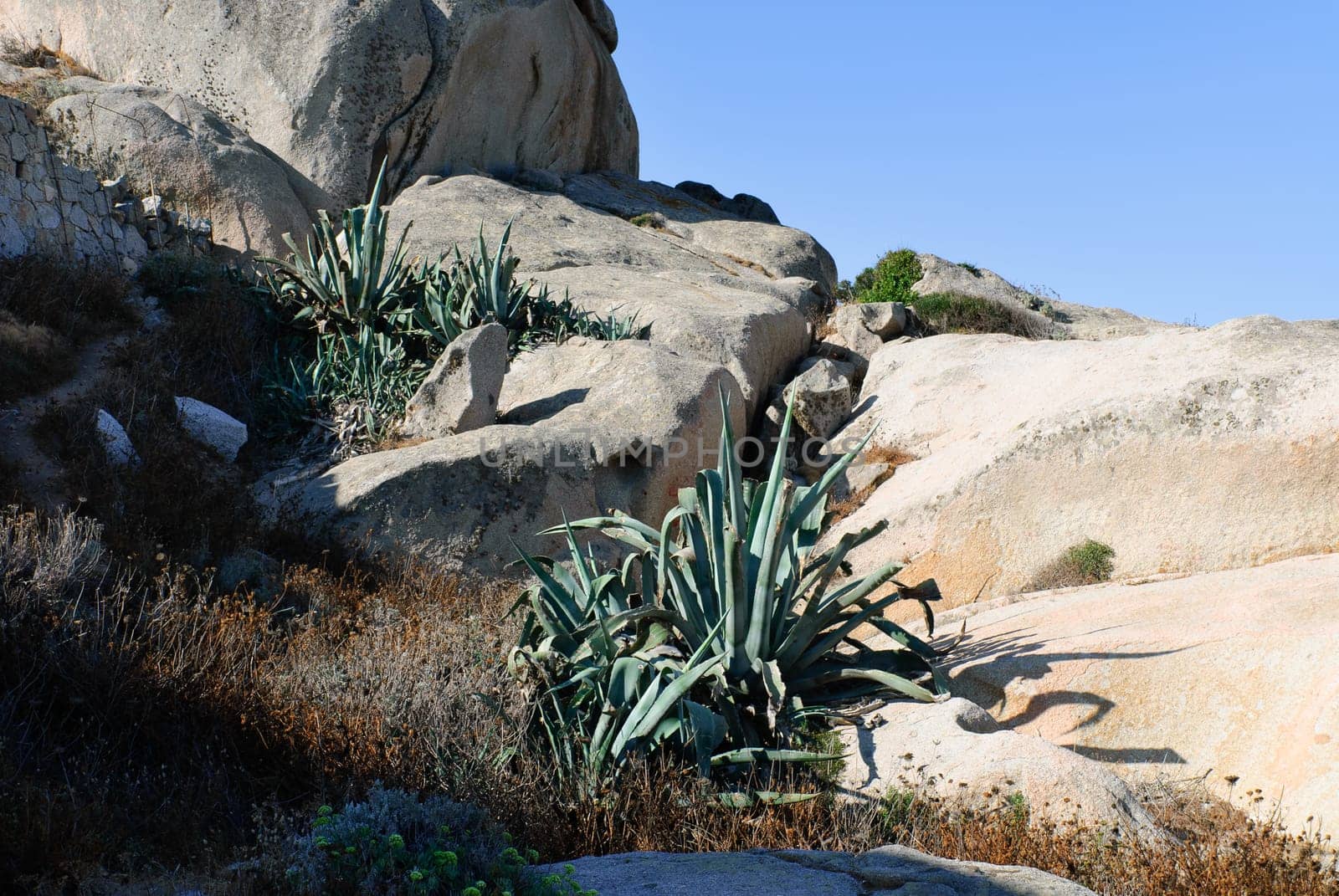 Agave between the pink granite rocks in Sardinia