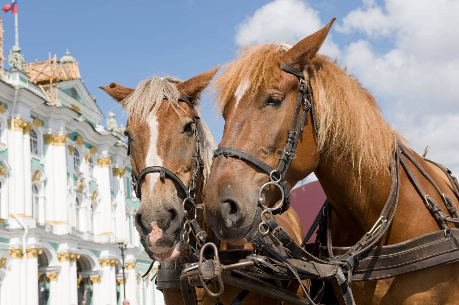 Two horses for tourist walks in the center of St.-Petersburg, Russia