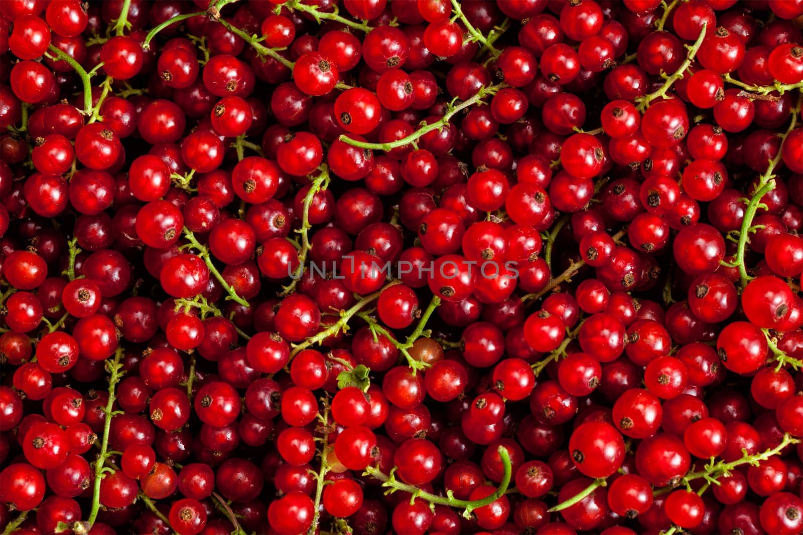 Redcurrant close up by dimol