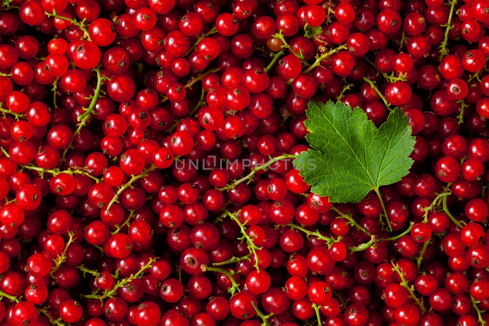 Redcurrant close up by dimol