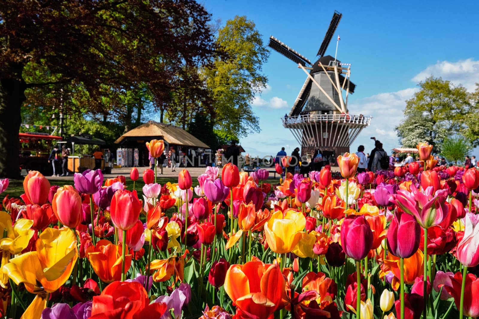 Blooming tulips flowerbed and wind mill in Keukenhof garden, aka the Garden of Europe, one of the world largest flower gardens windmill tourists. Lisse, Netherlands