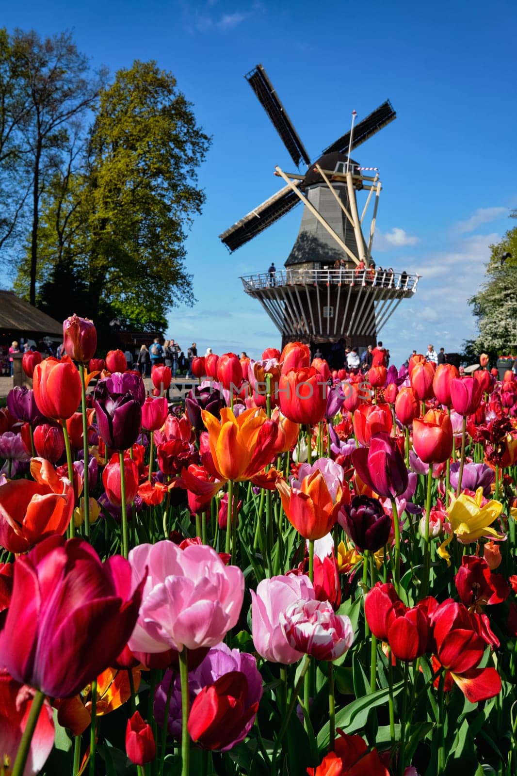Blooming tulips flowerbed and windmill in Keukenhof flower garden by dimol
