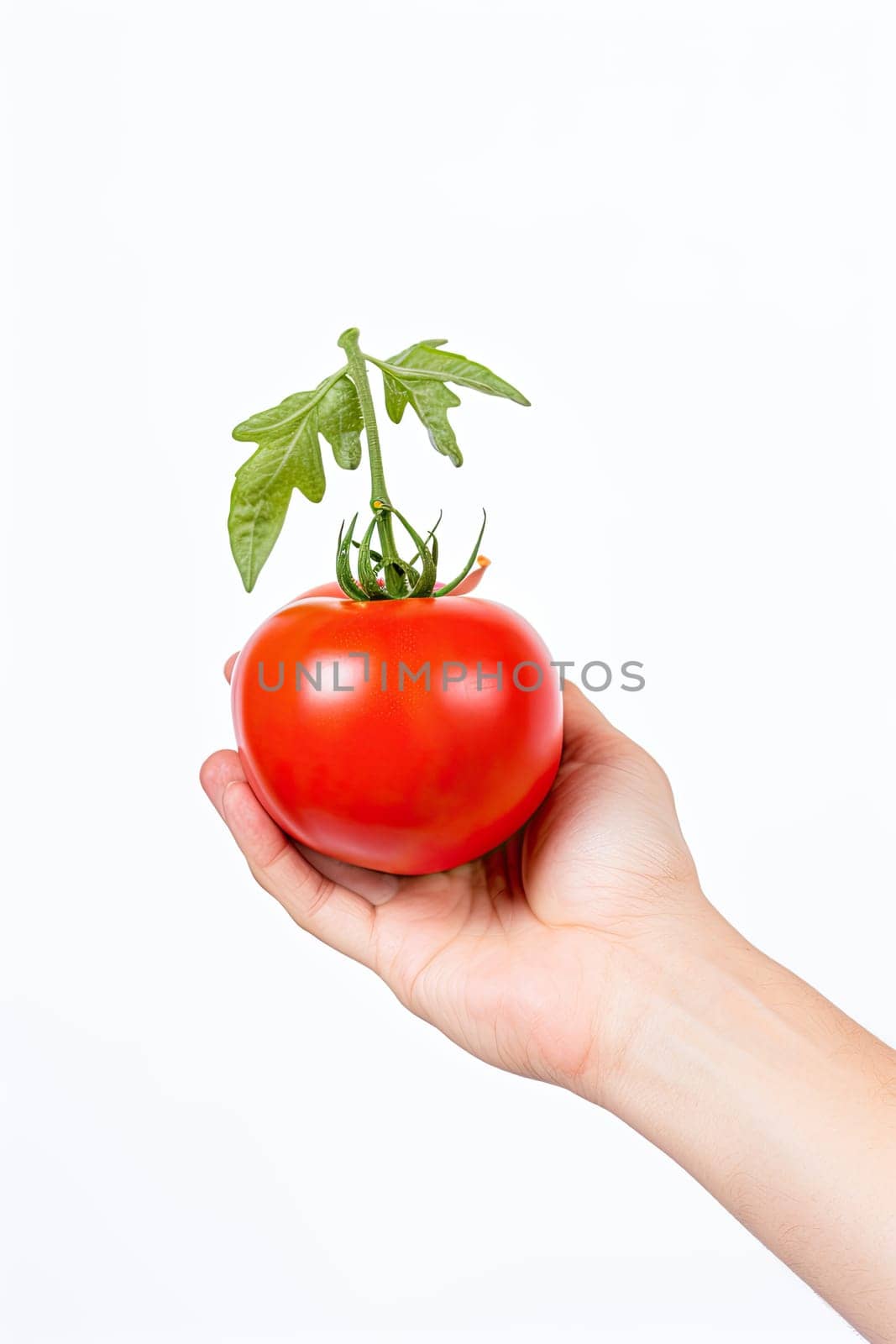 Human hand holding a fresh tomato isolated on white background.