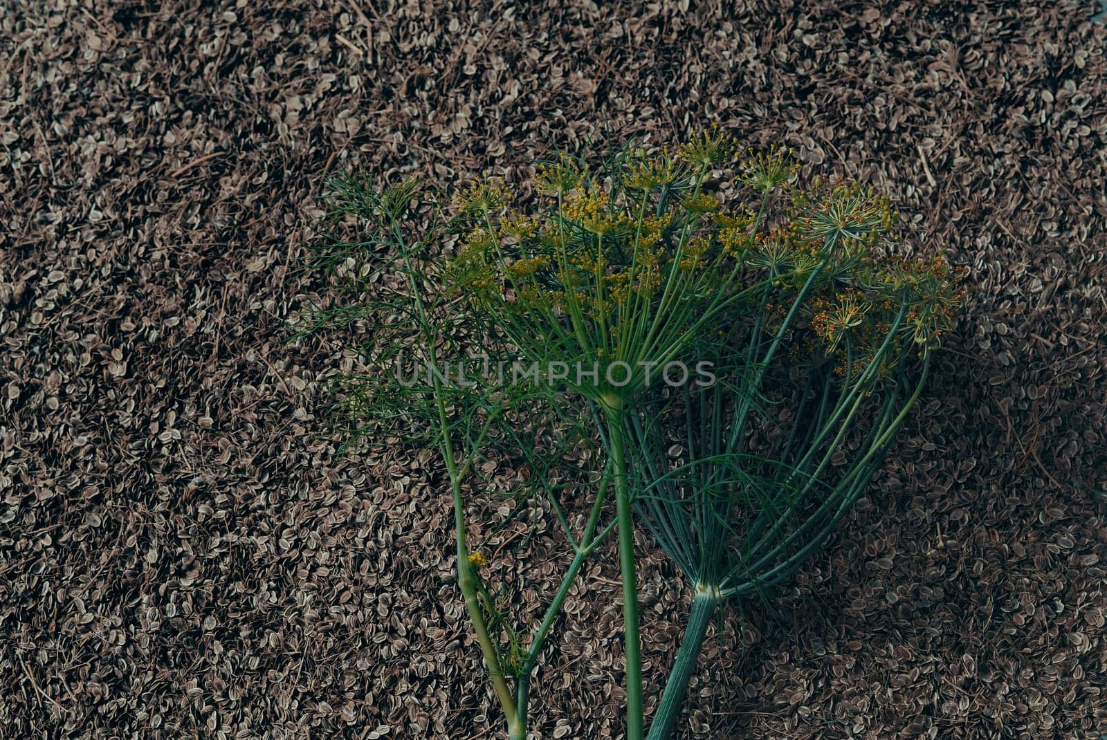 Background with raw organic dill seeds with a green sprig of dill. Plant, food and medical themes