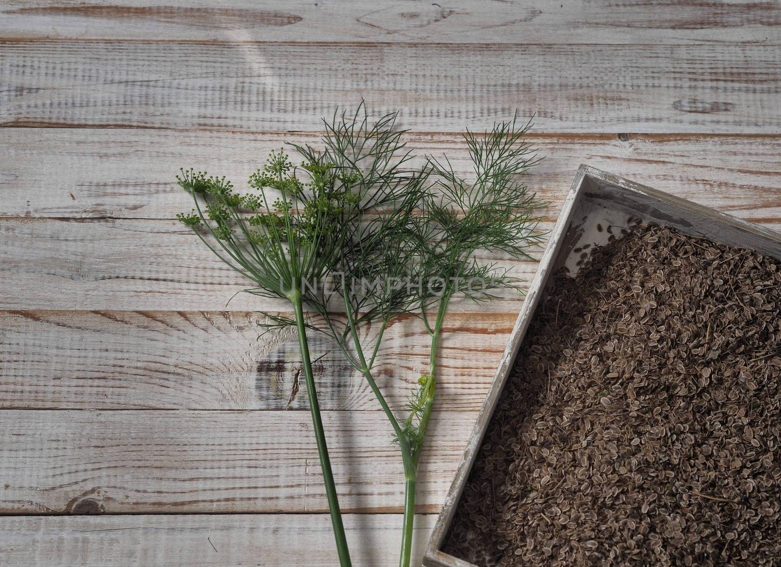 Background with a box of raw organic dill seeds with a green sprig of dill on a wooden table. Plant, food and medical themes. by TatianaPink