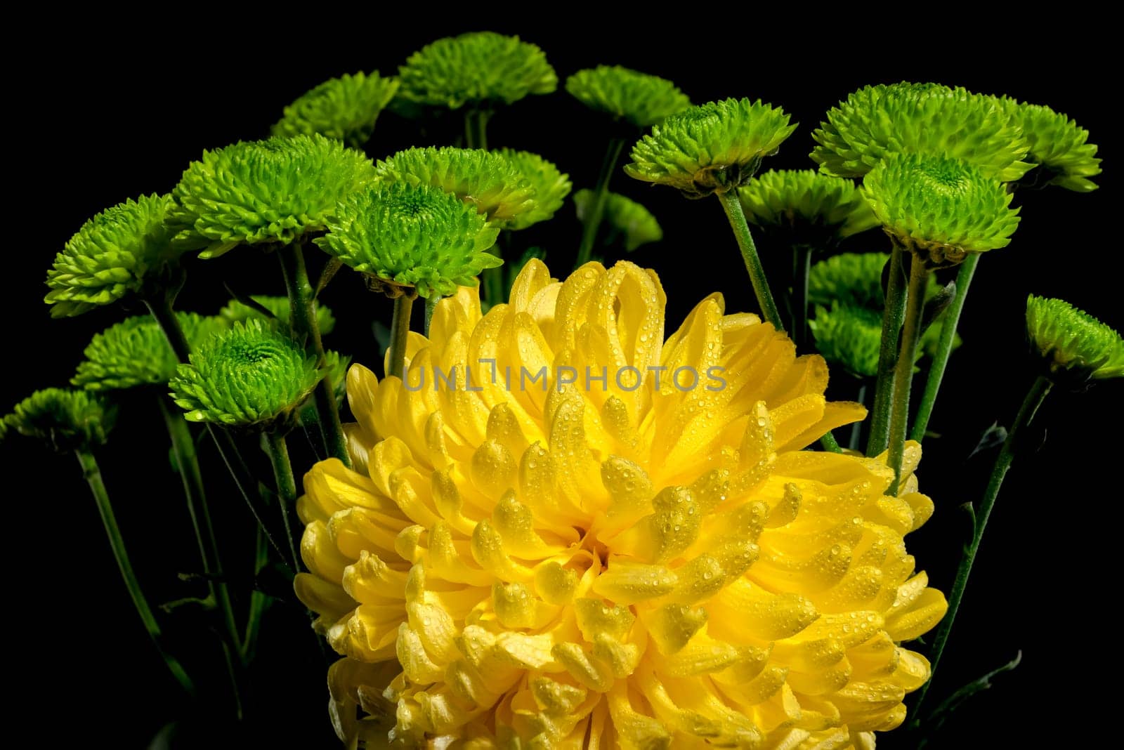 Yellow and green chrysanthemum flowers on a black background. Flower heads close-up