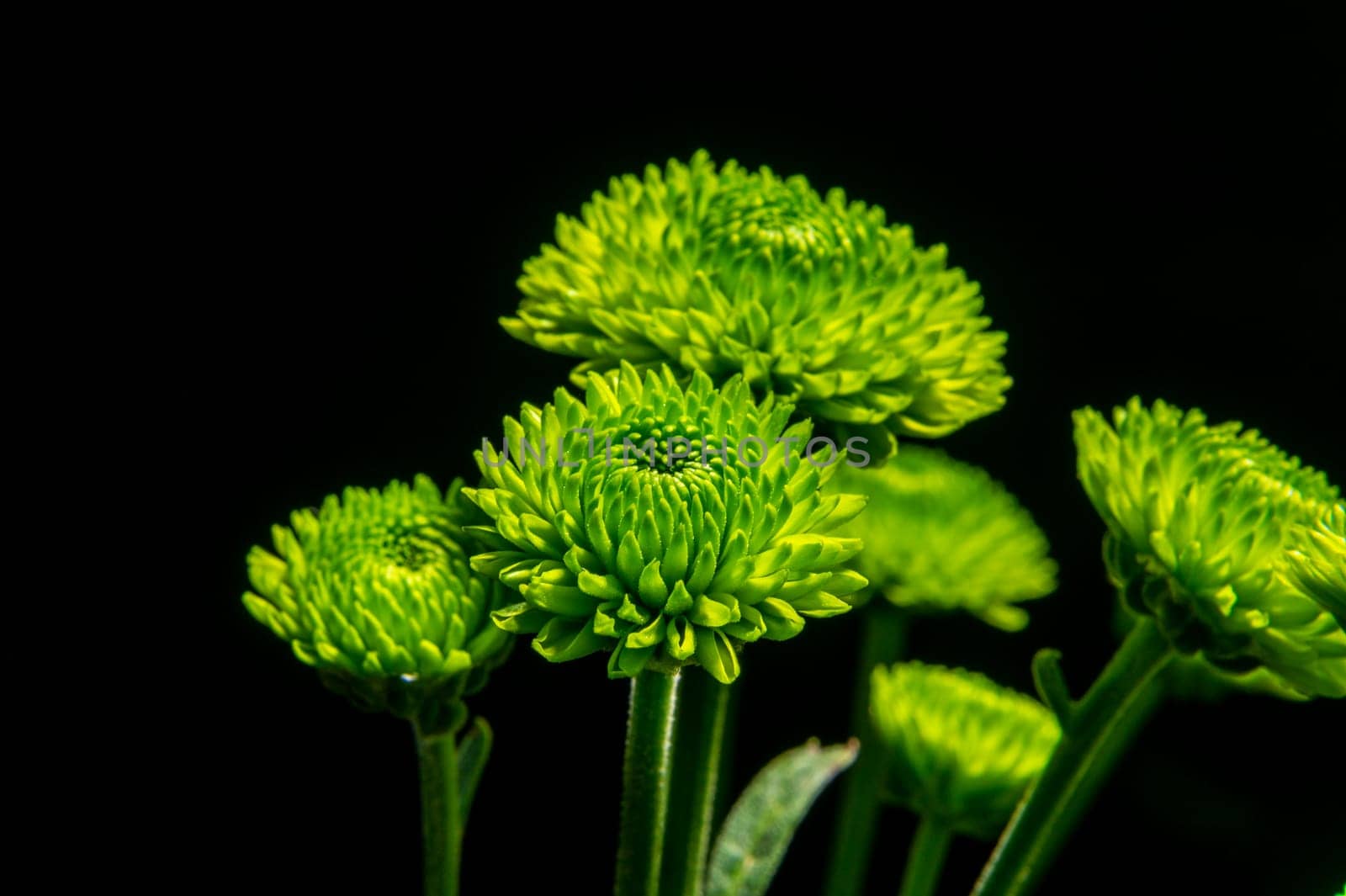 Green chrysanthemum on black background by Multipedia