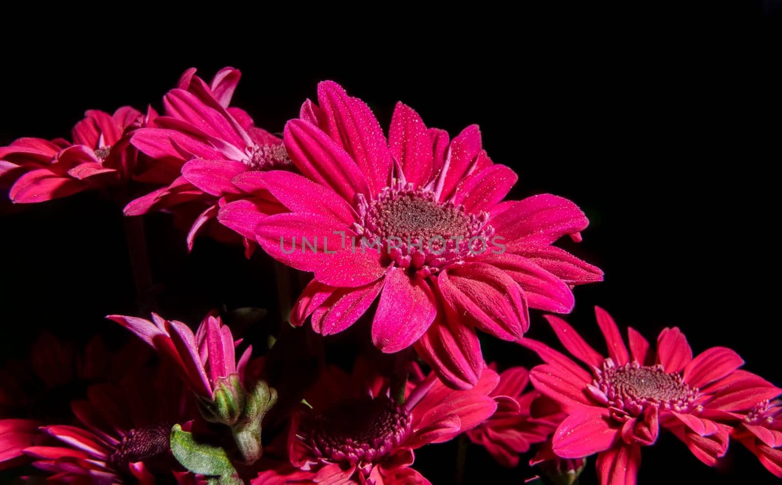 Red chrysanthemum flowers on a black background. Flower heads close-up